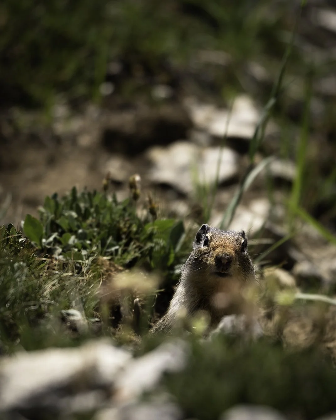 ground squirrel.jpg