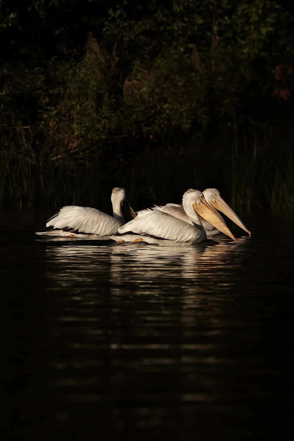 pelicans.jpg