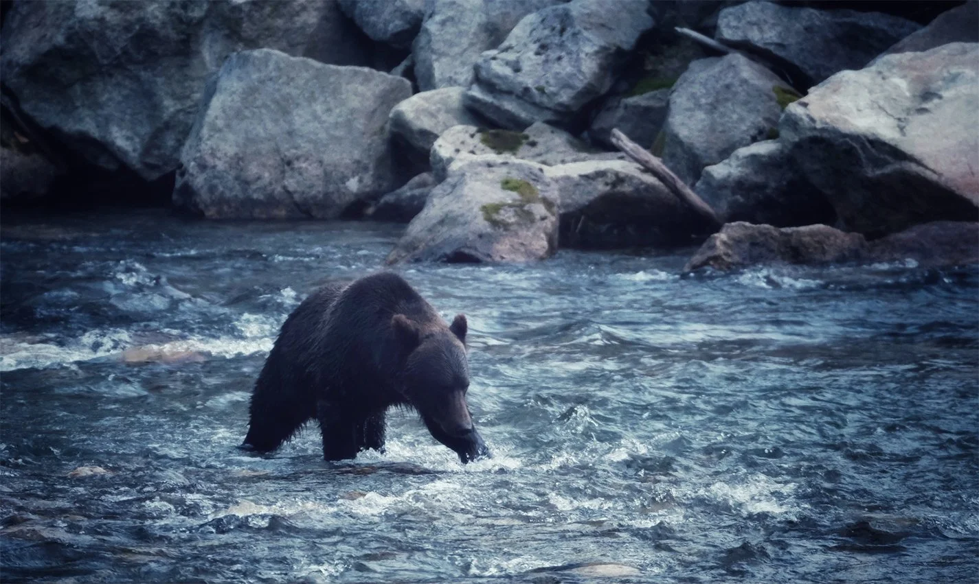 bear.jpg