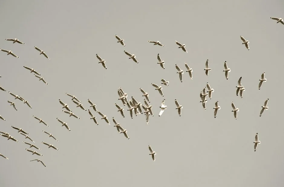 the flock.jpg