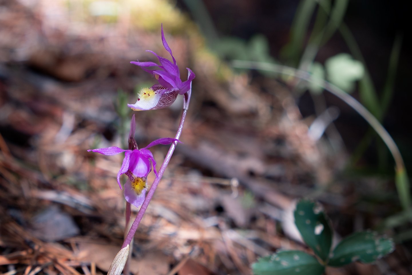 calypso-bulbosa.jpg