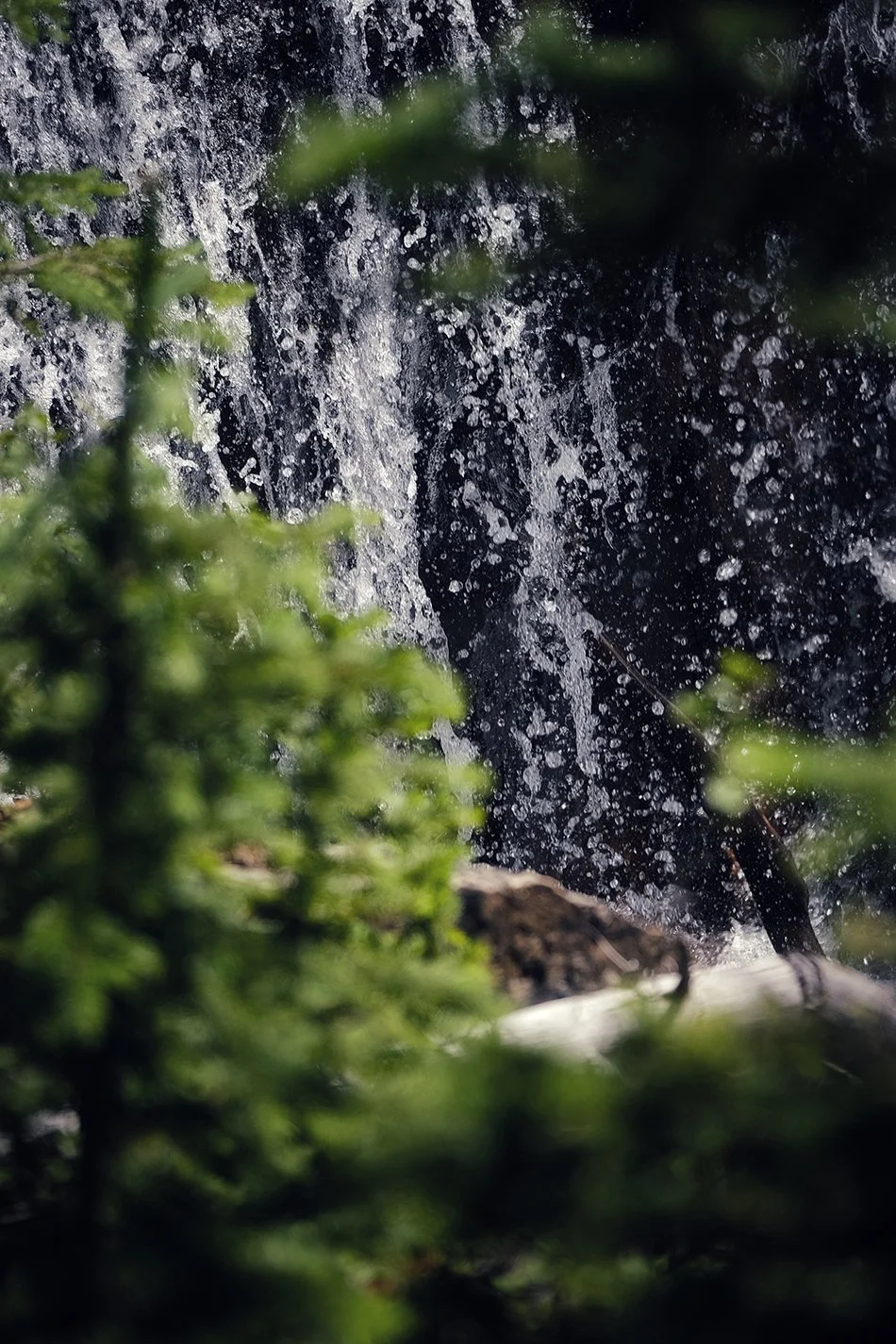 abstract trees on water.jpg