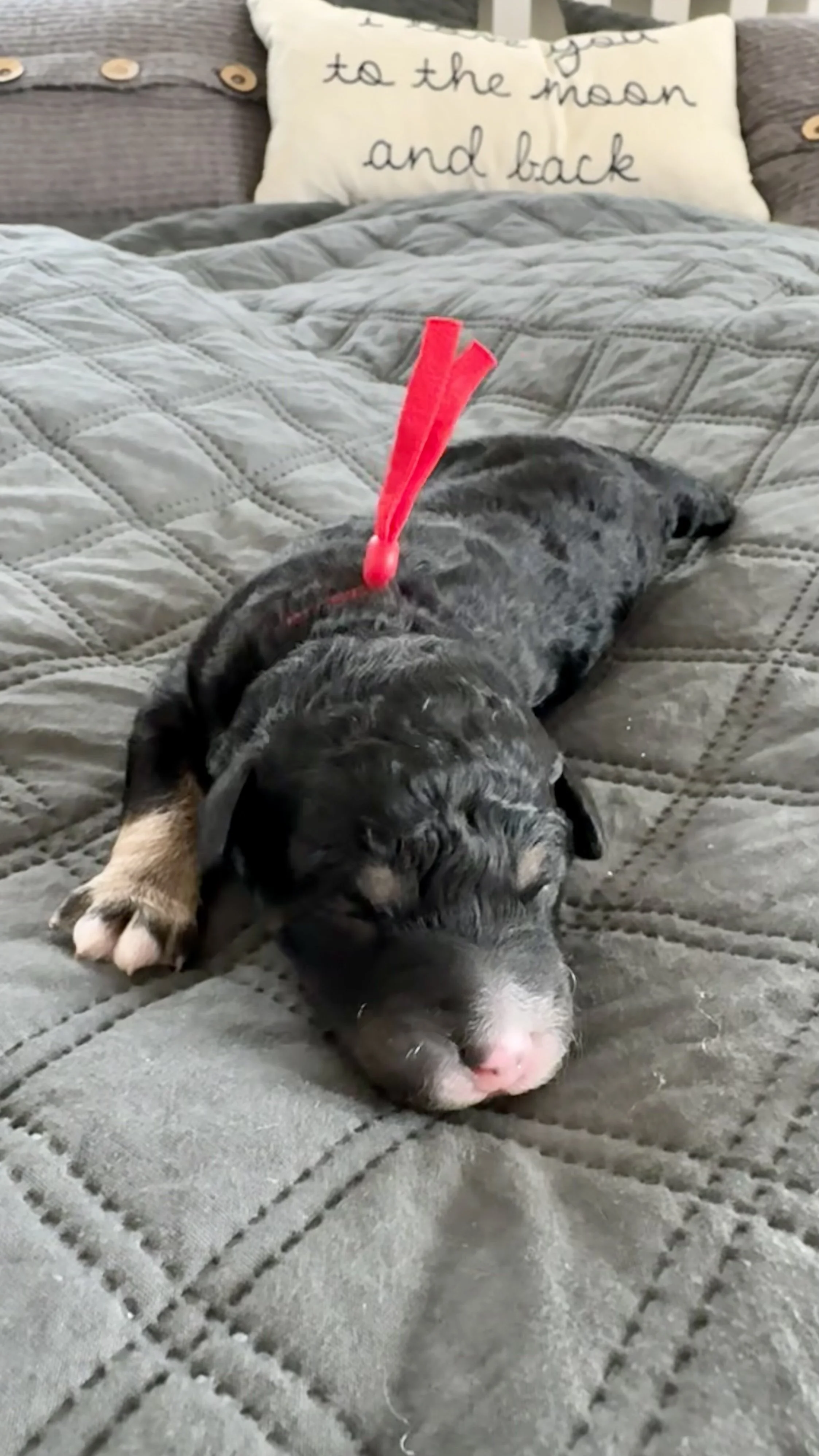 beaverton eugene mini bernedoodle