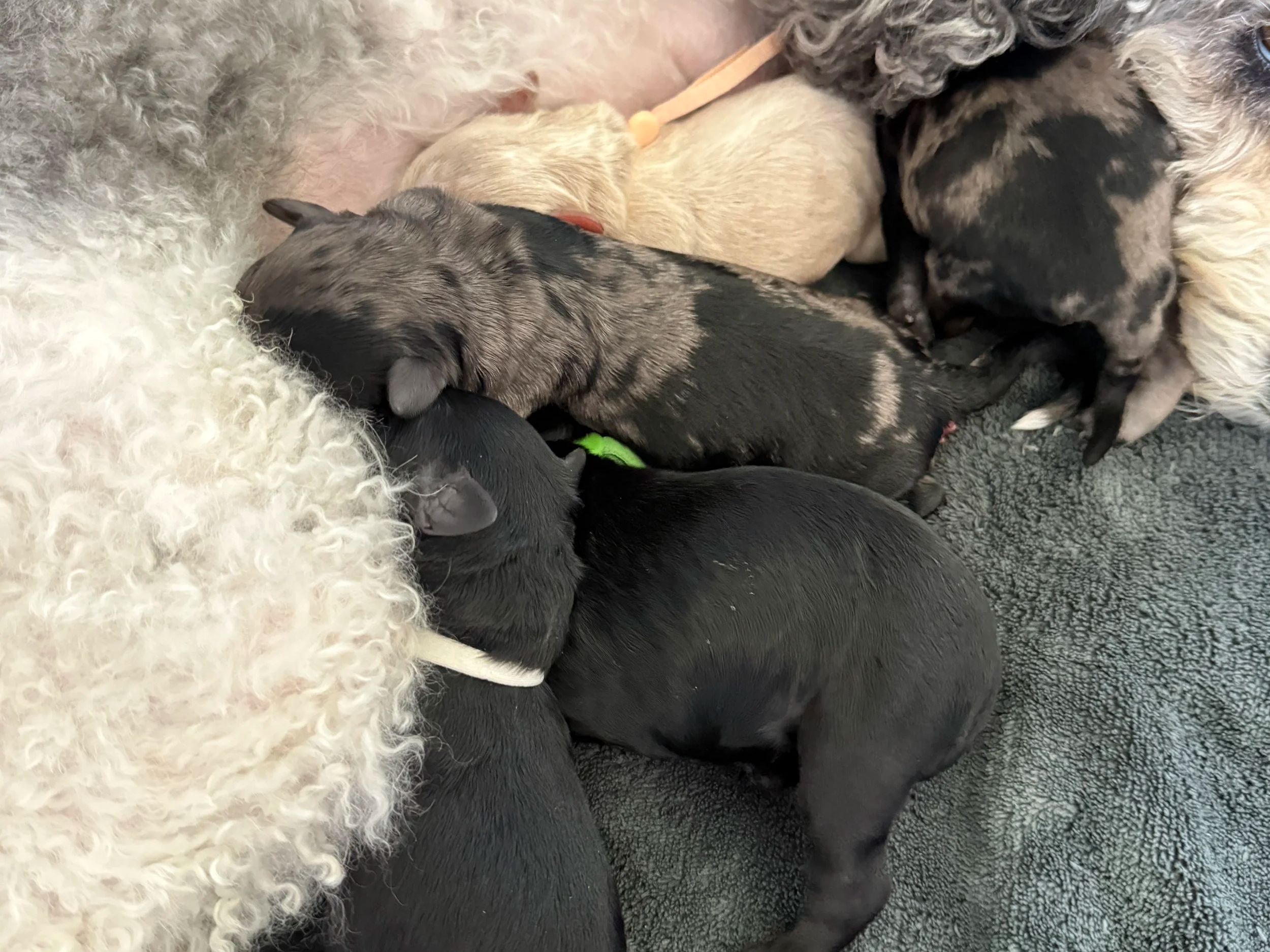 salem wilsonville mini goldendoodle puppy