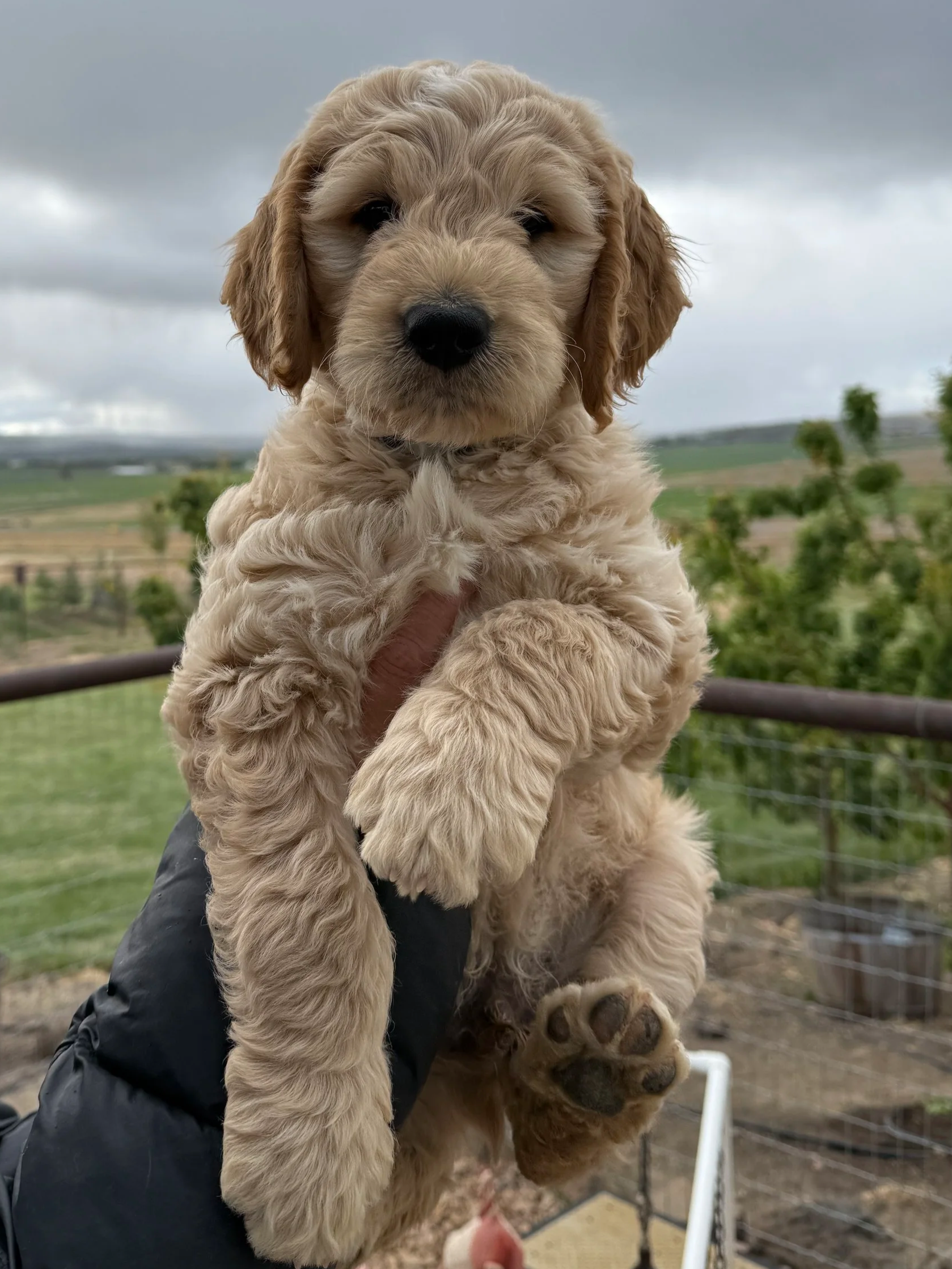 Washington oregon medium goldendoodle puppies for sale