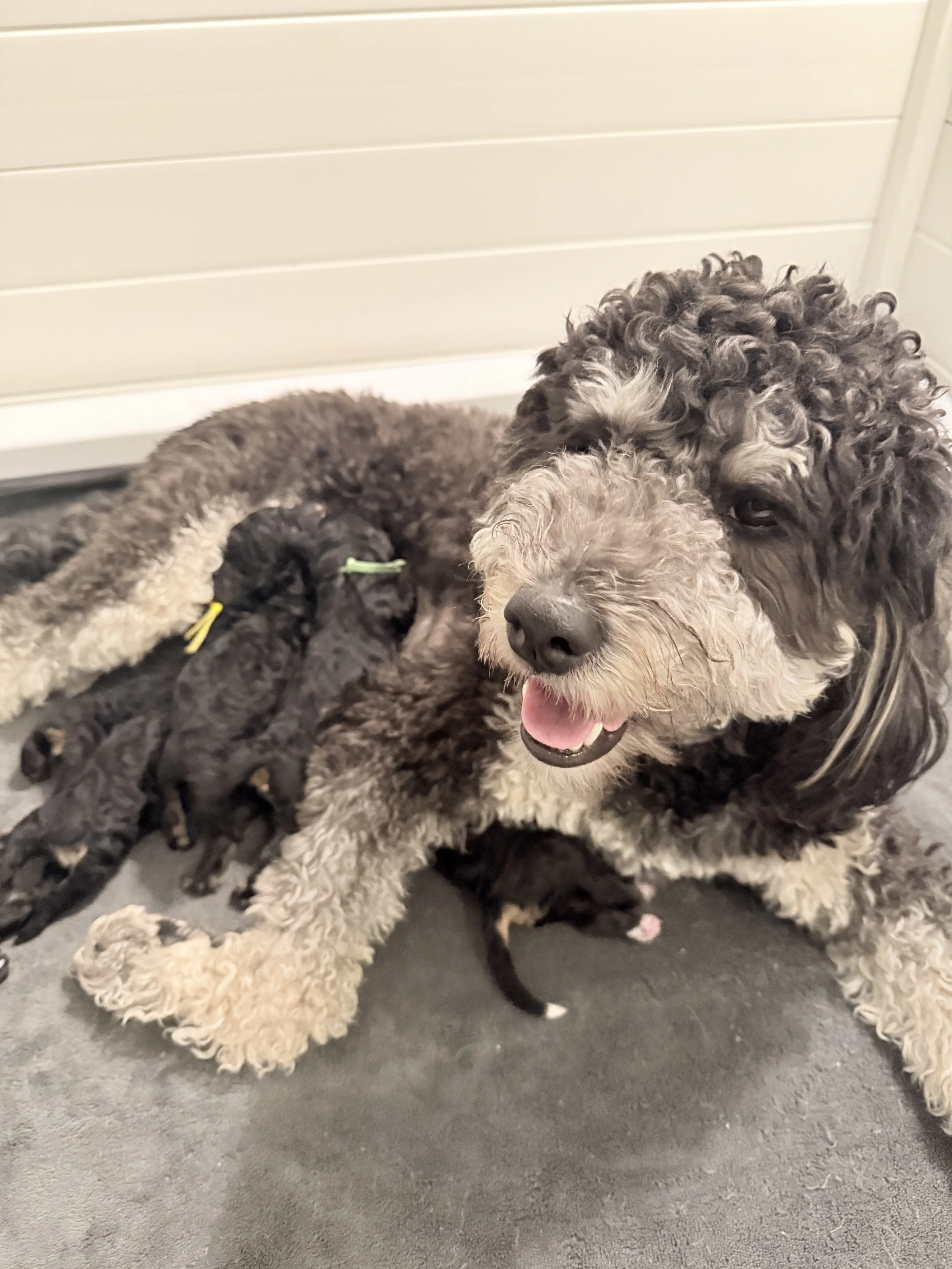 Washington oregon medium bernedoodle puppies for sale
