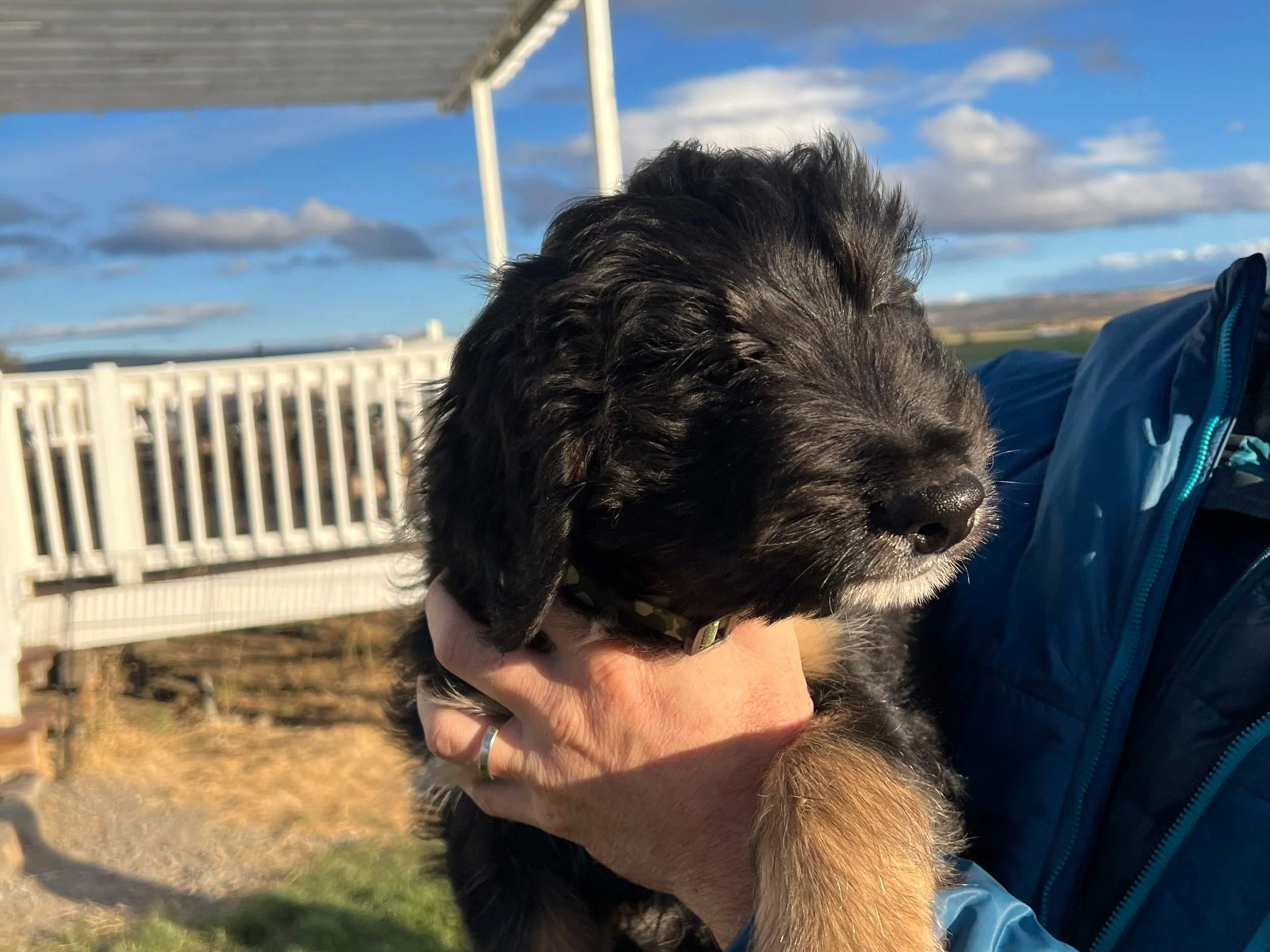 bernedoodle puppy crate training
