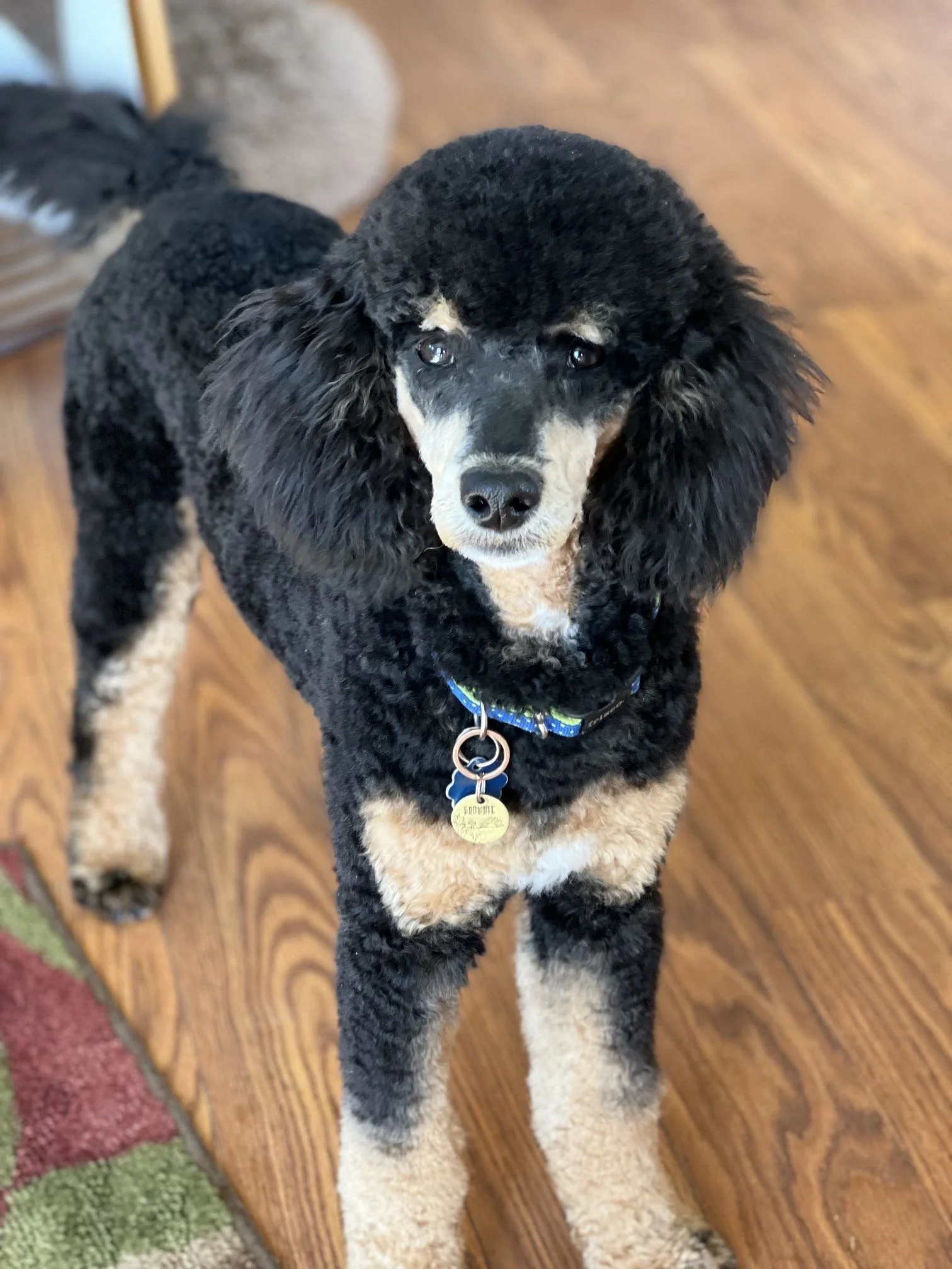 A Portrait of Bernedoodles; Oregon (2023) — High Desert Goldendoodles