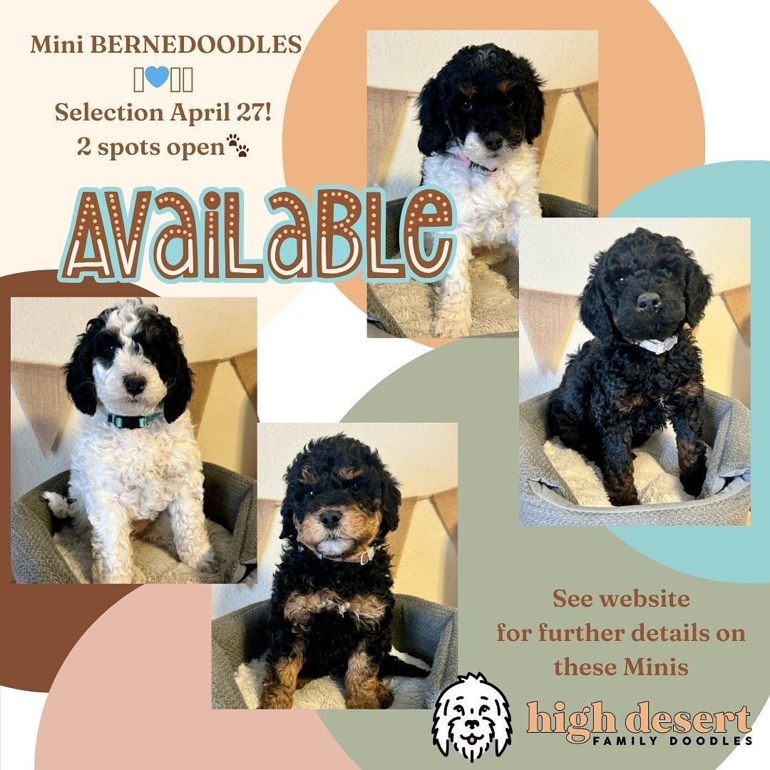 We have TWO selection spots still unclaimed for Klaire x Brownie&rsquo;s 6 week old Mini Bernedoodles🩷💙🩷🩷
There&rsquo;s also room on Belle x Brownie&rsquo;s medium litter born last week🐾 
See our website for details🔥
#minibernedoodle #bernedood