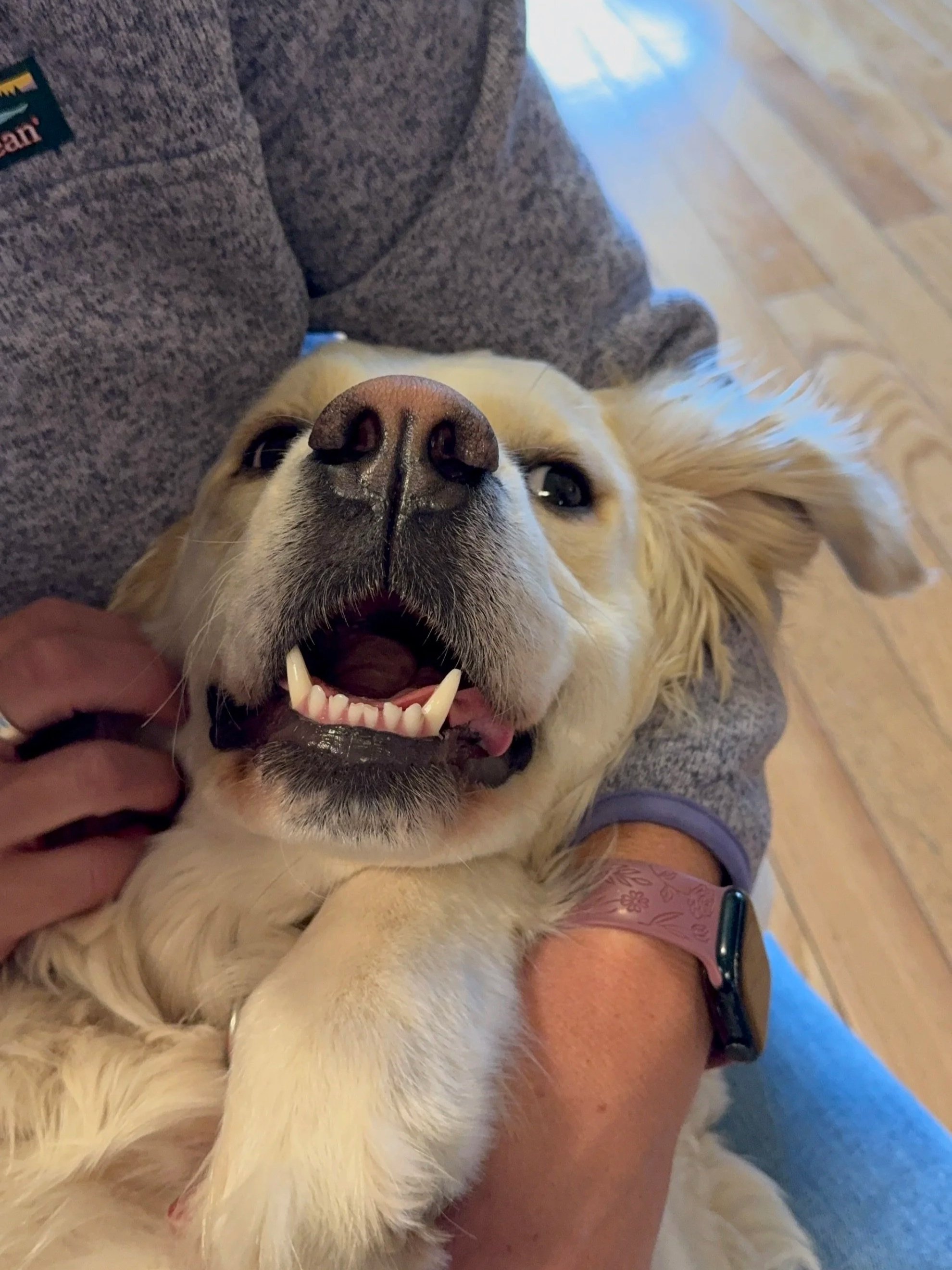 What's Happening at High Desert Family Doodles: Our 2026 Litter Update