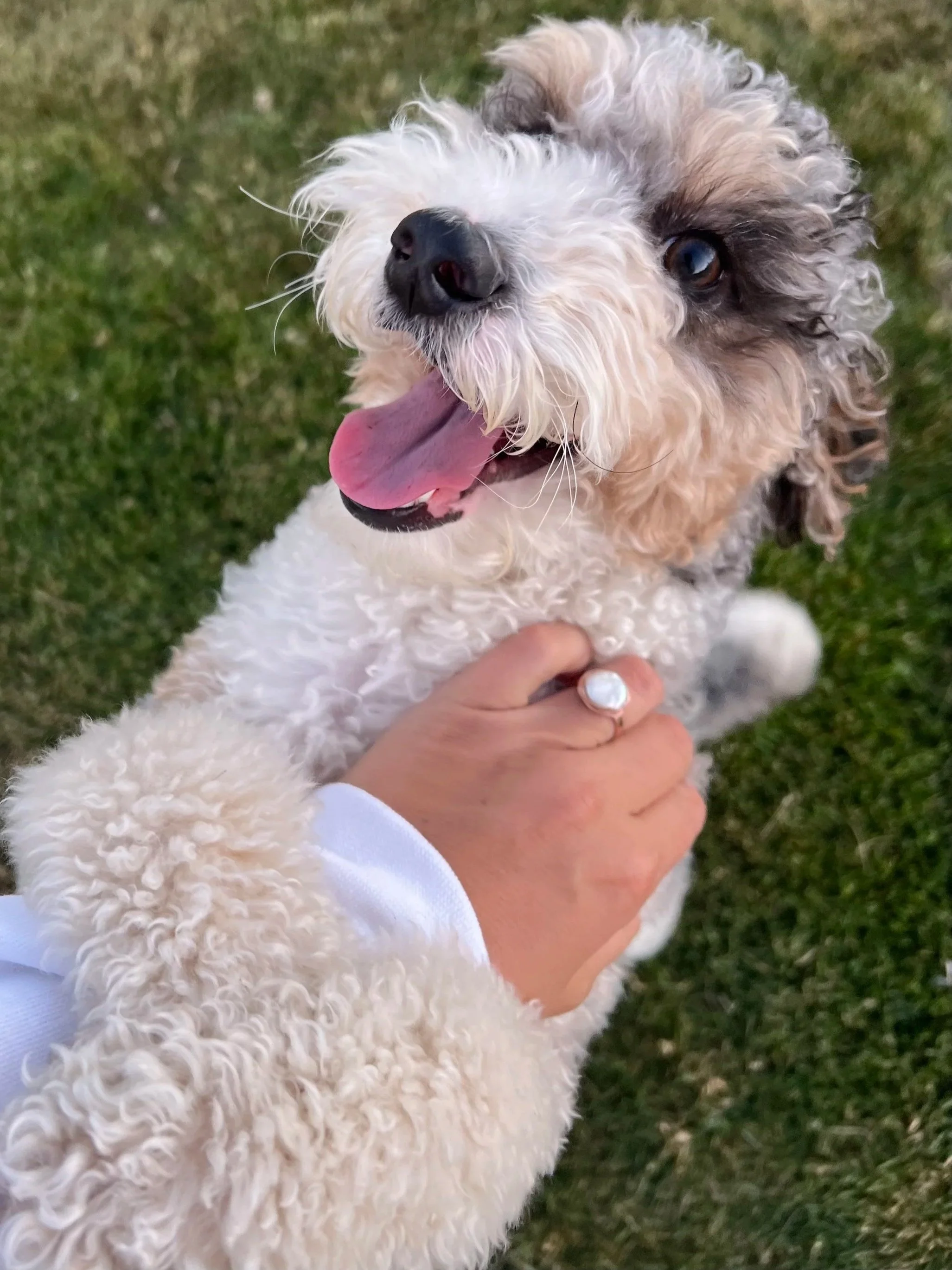 Red Flags to Watch for When Choosing a Doodle Breeder