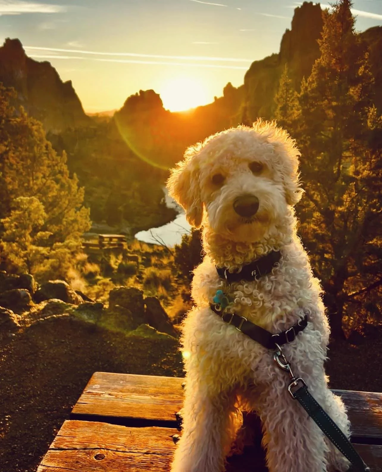 goldendoodle puppy in Boise treasure valley