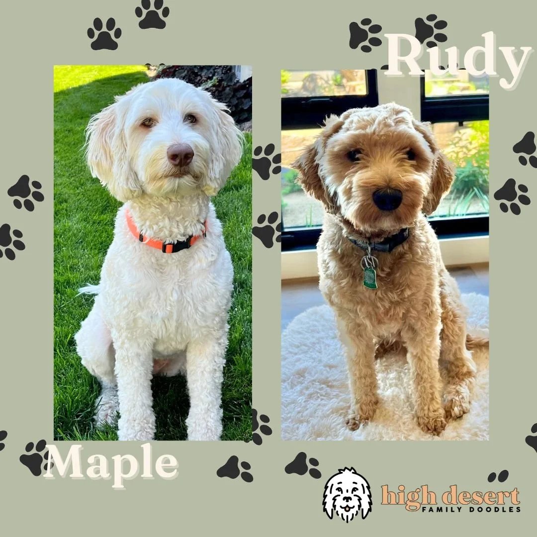 Miniature Goldendoodle puppies for Portland