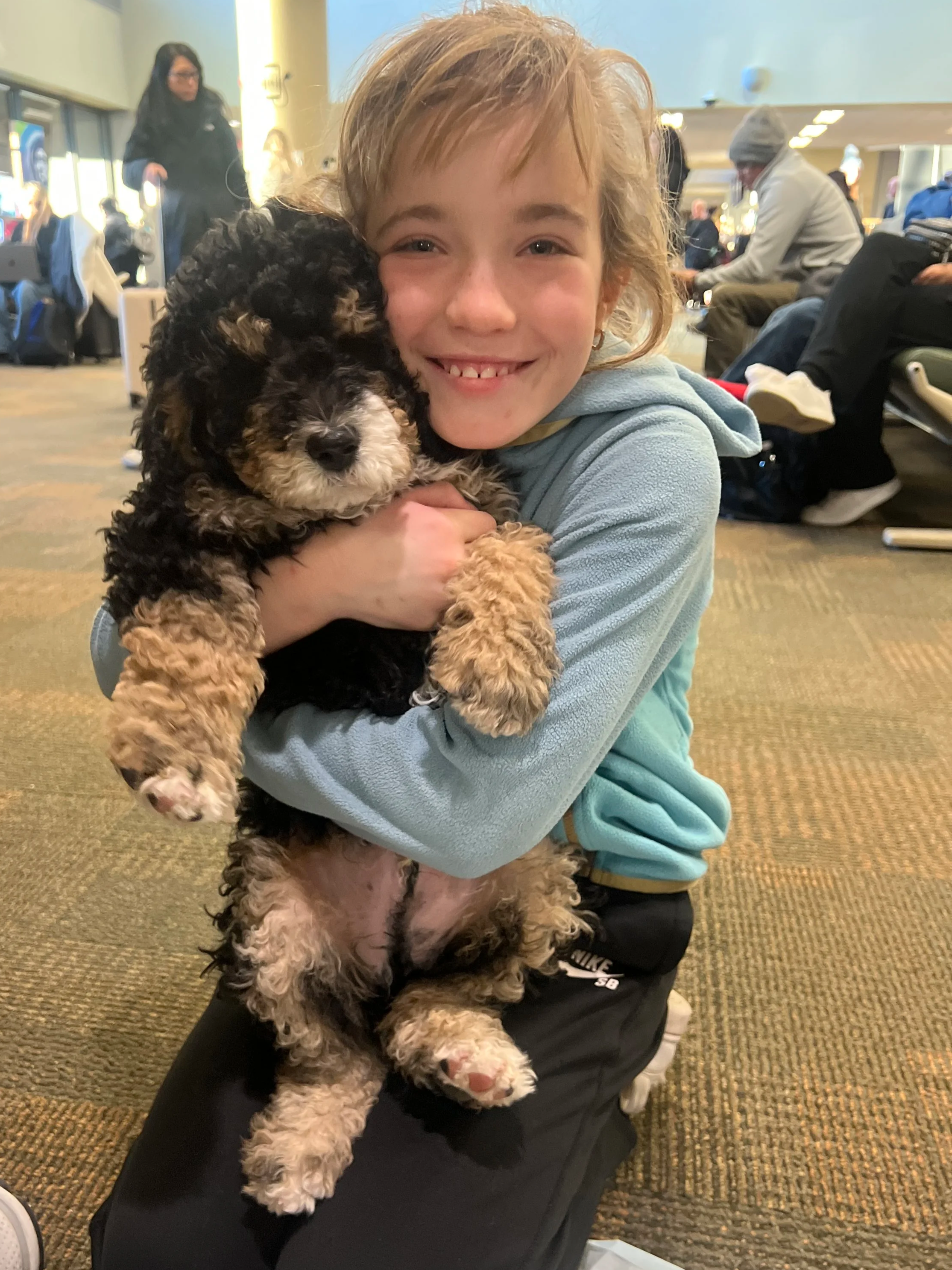 Bernedoodle puppy for Bellevue Washington Eastside family from High Desert Family Doodles Oregon