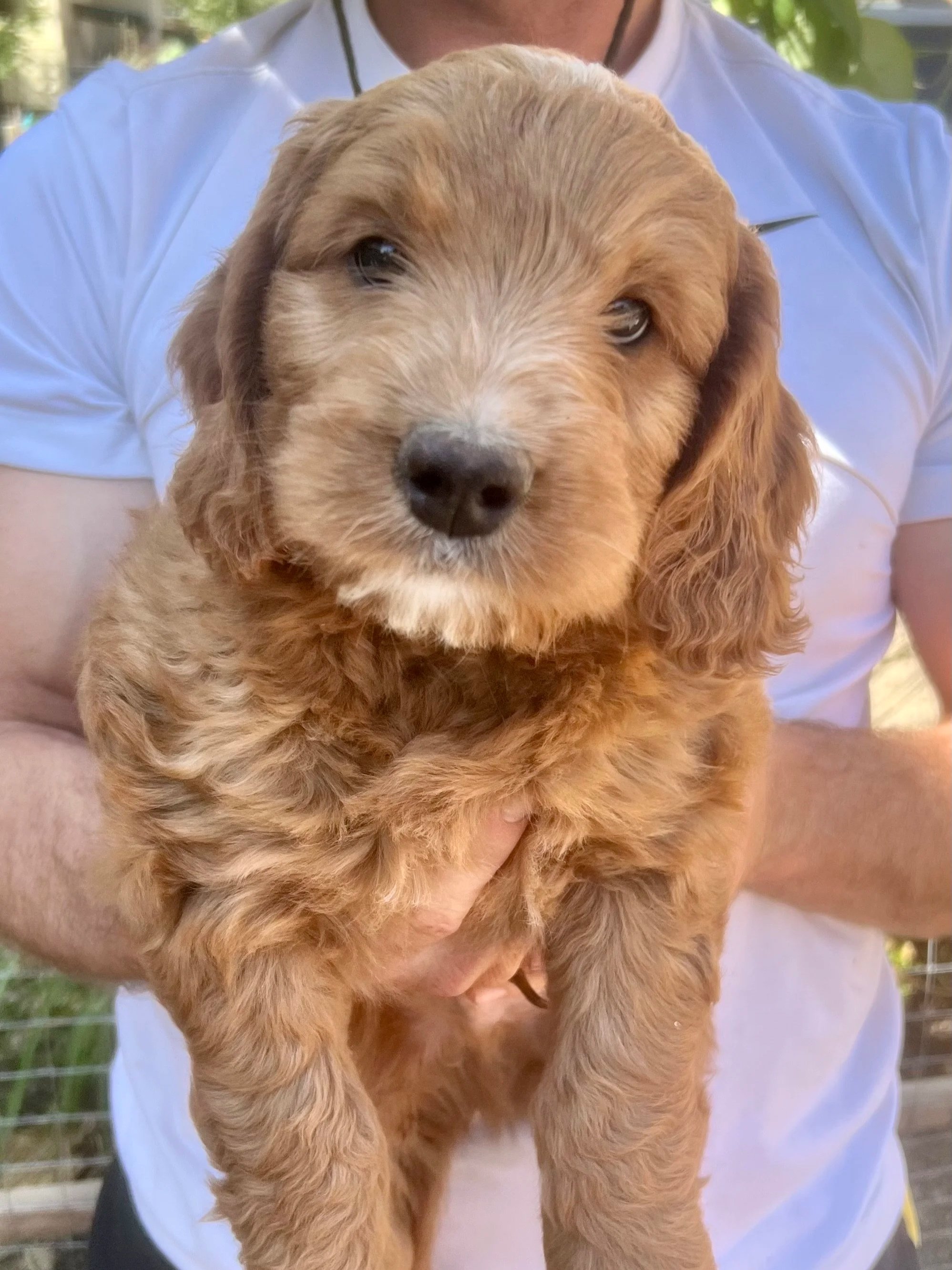 Goldendoodle puppies home raised Madras Oregon available Fresno Central Valley California