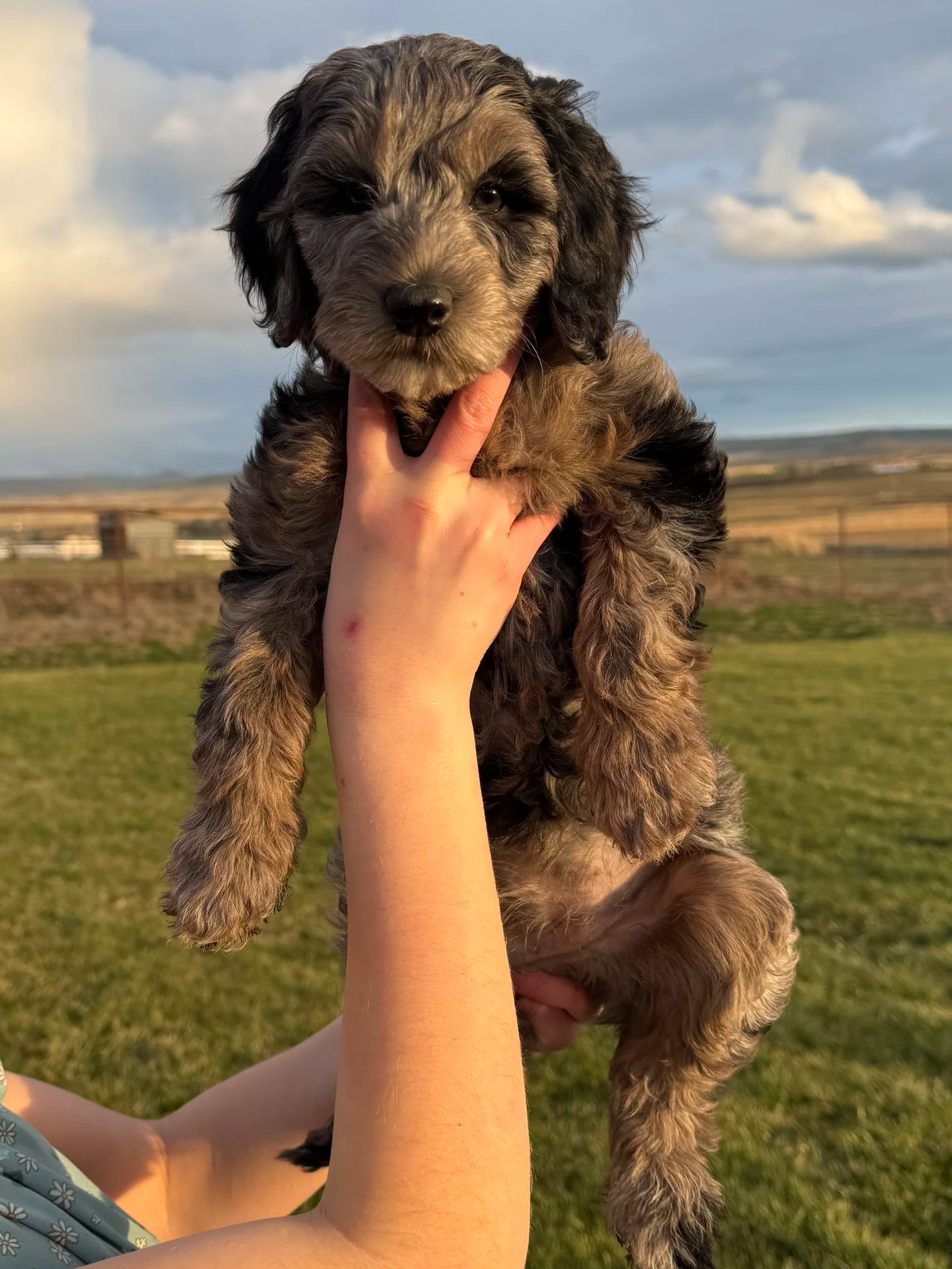 mini Goldendoodle puppies Washington Oregon