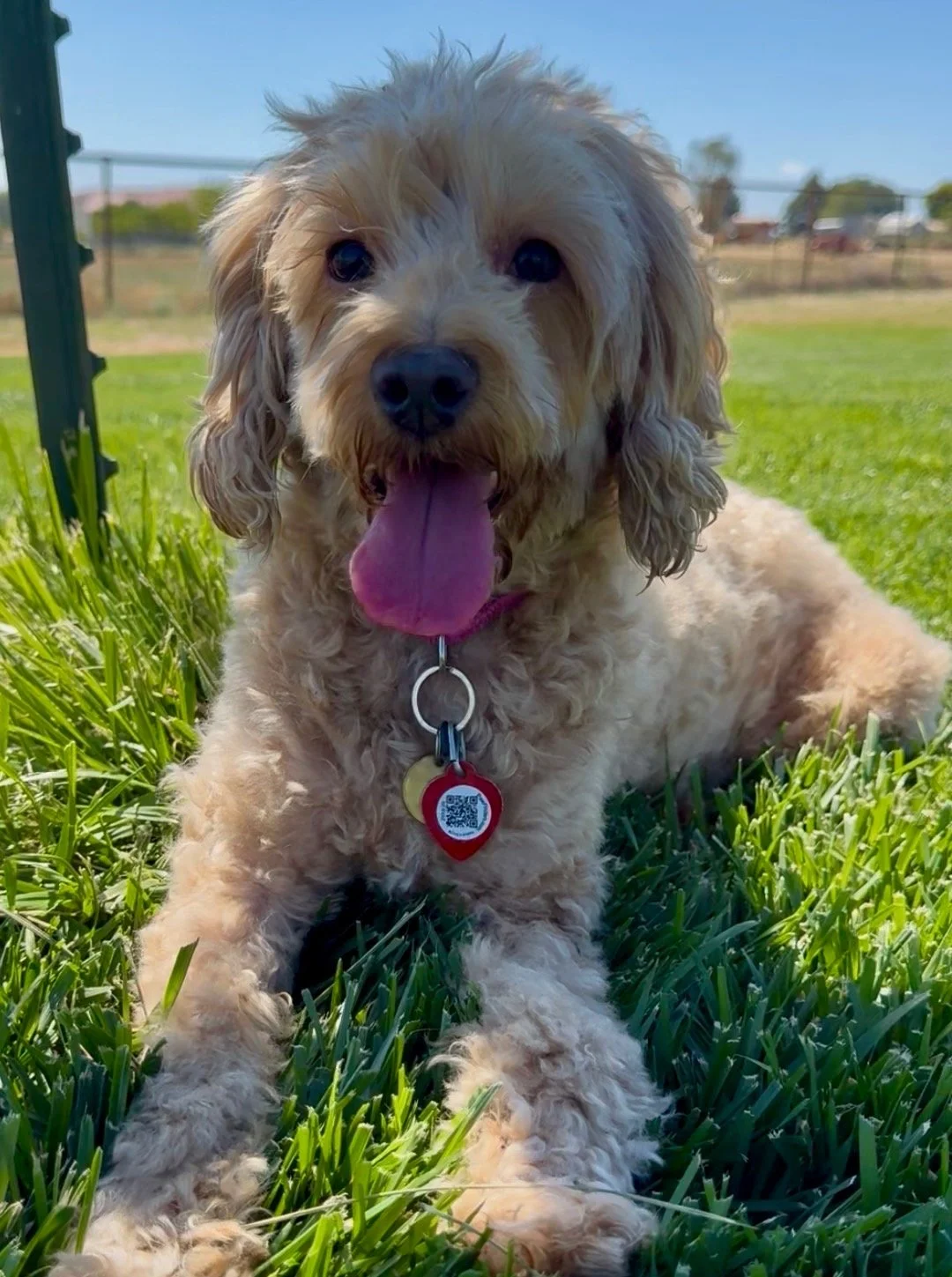 California Oregon Goldendoodle Mini Goldendoodle Puppy
