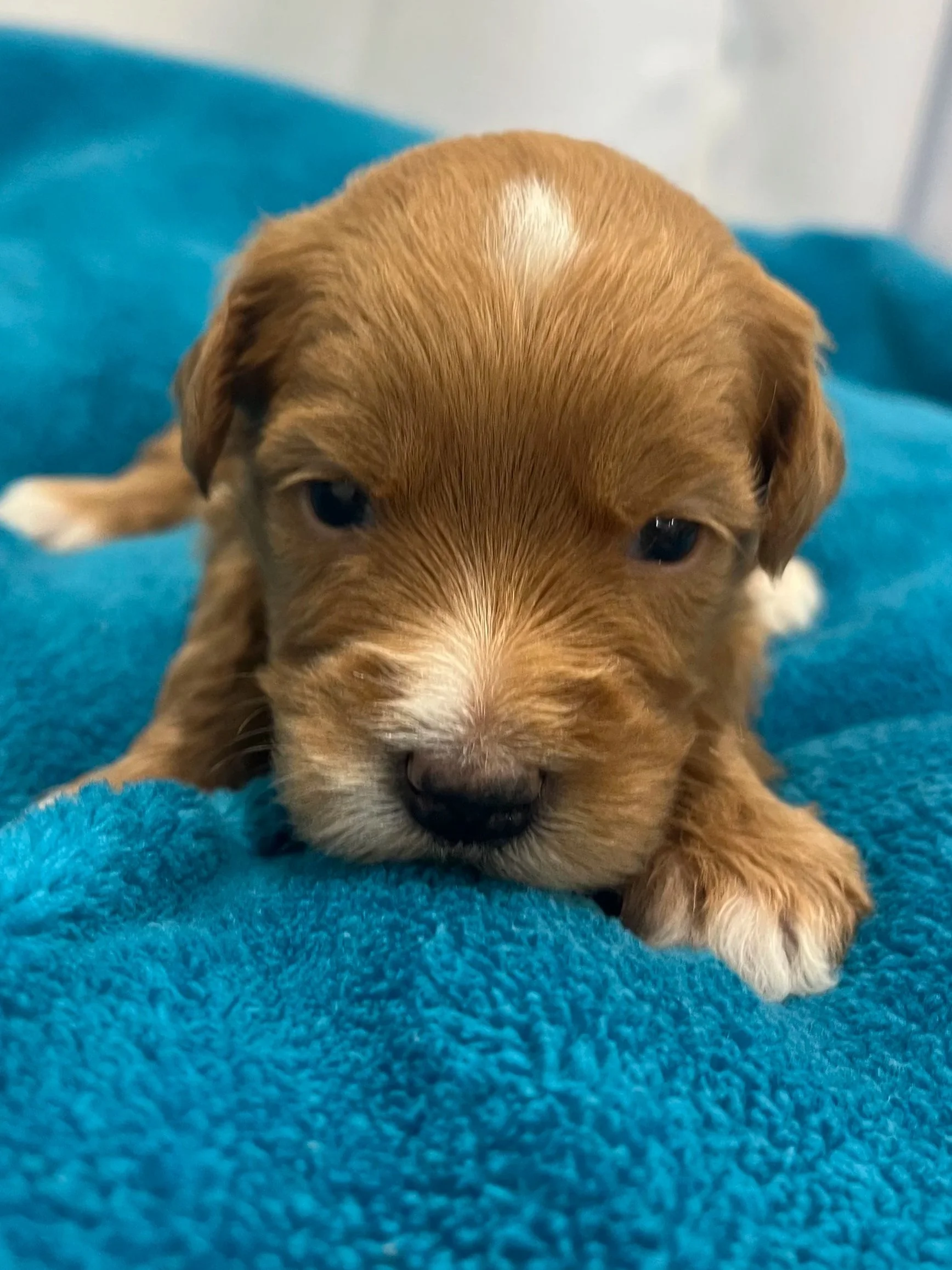 seattle portland mini Goldendoodle puppy