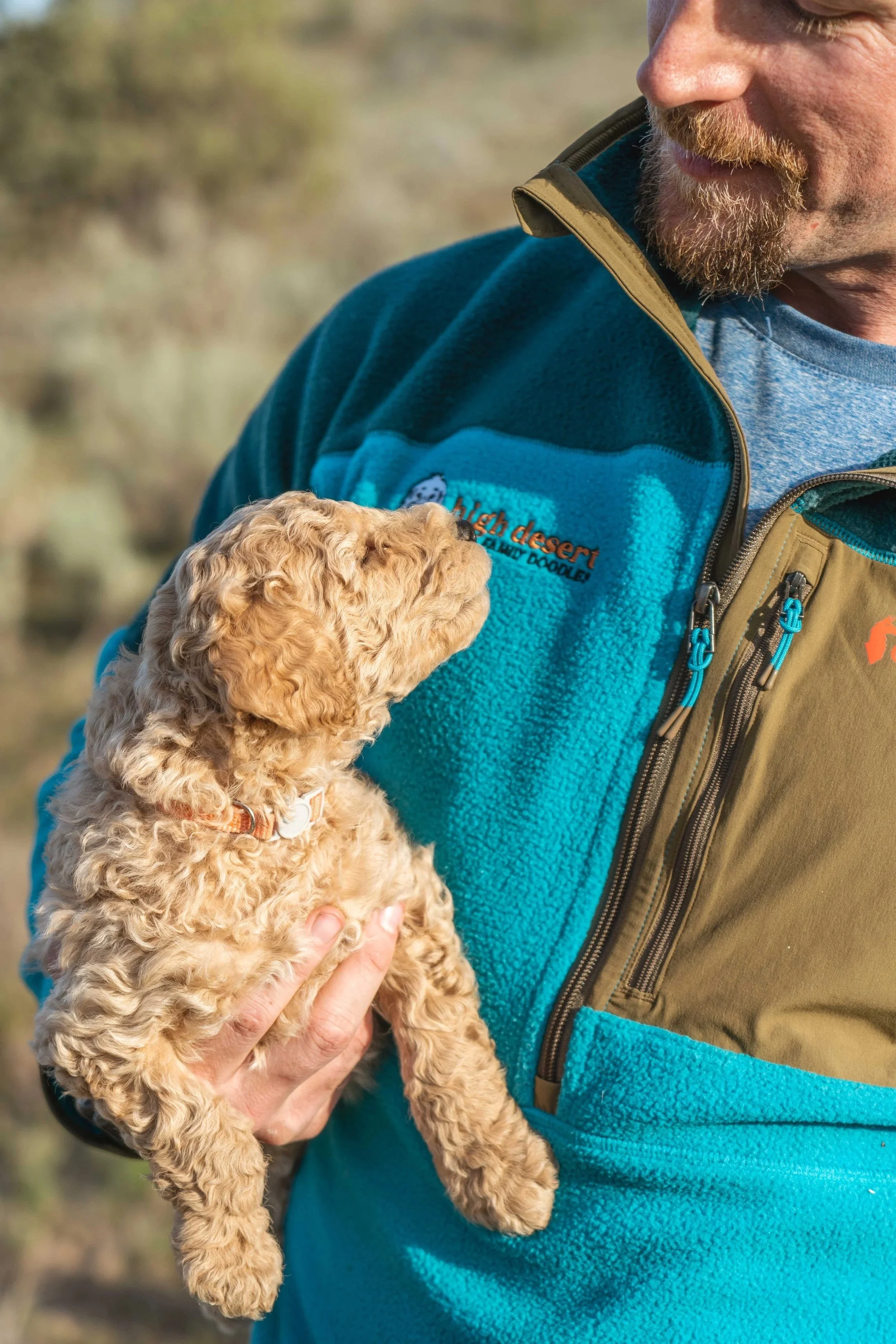 GANA Gold certified goldendoodle parent dog High Desert Family Doodles Oregon health tested OFA
