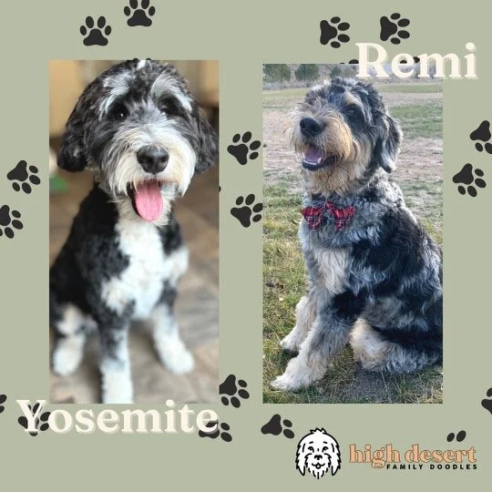 Our Bernedoodle and Goldendoodle Puppies — High Desert Goldendoodles