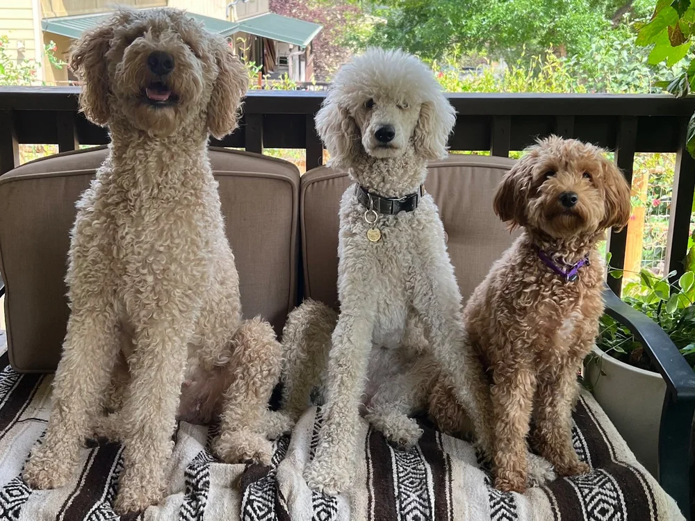 Are Goldendoodles Better In Pairs