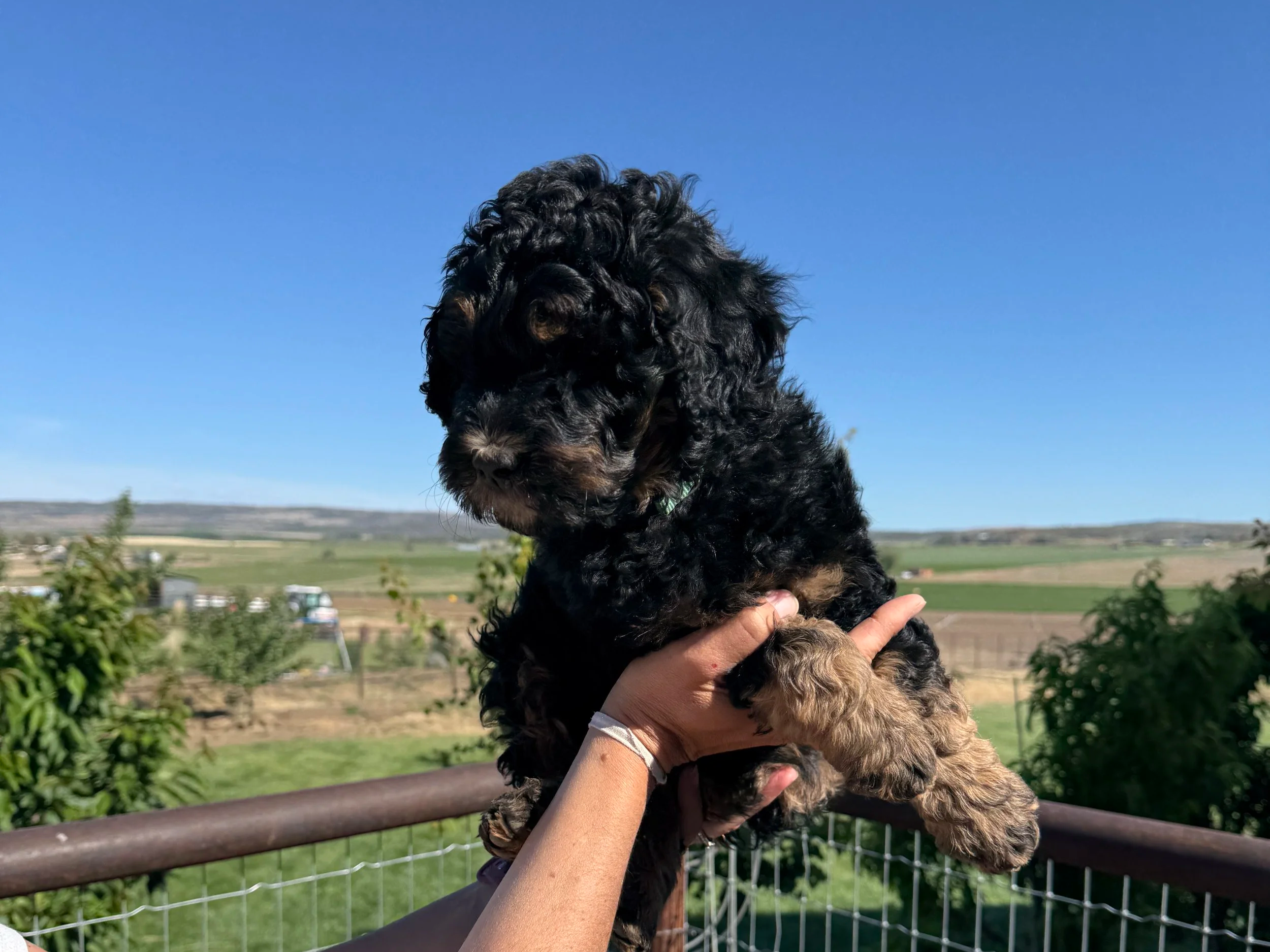 bernedoodle puppy headed to tacoma seattle