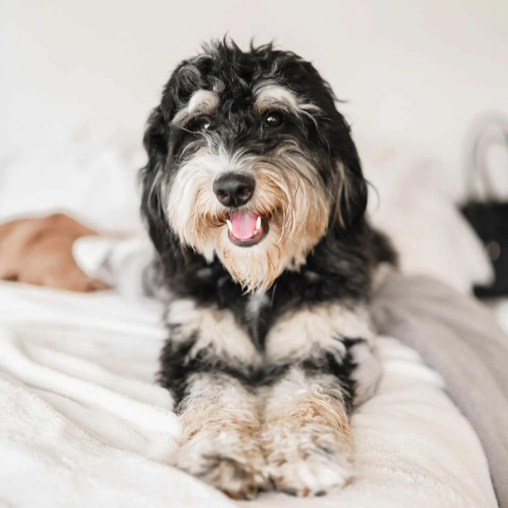 Details about Bernedoodles — High Desert Goldendoodles & Bernedoodles