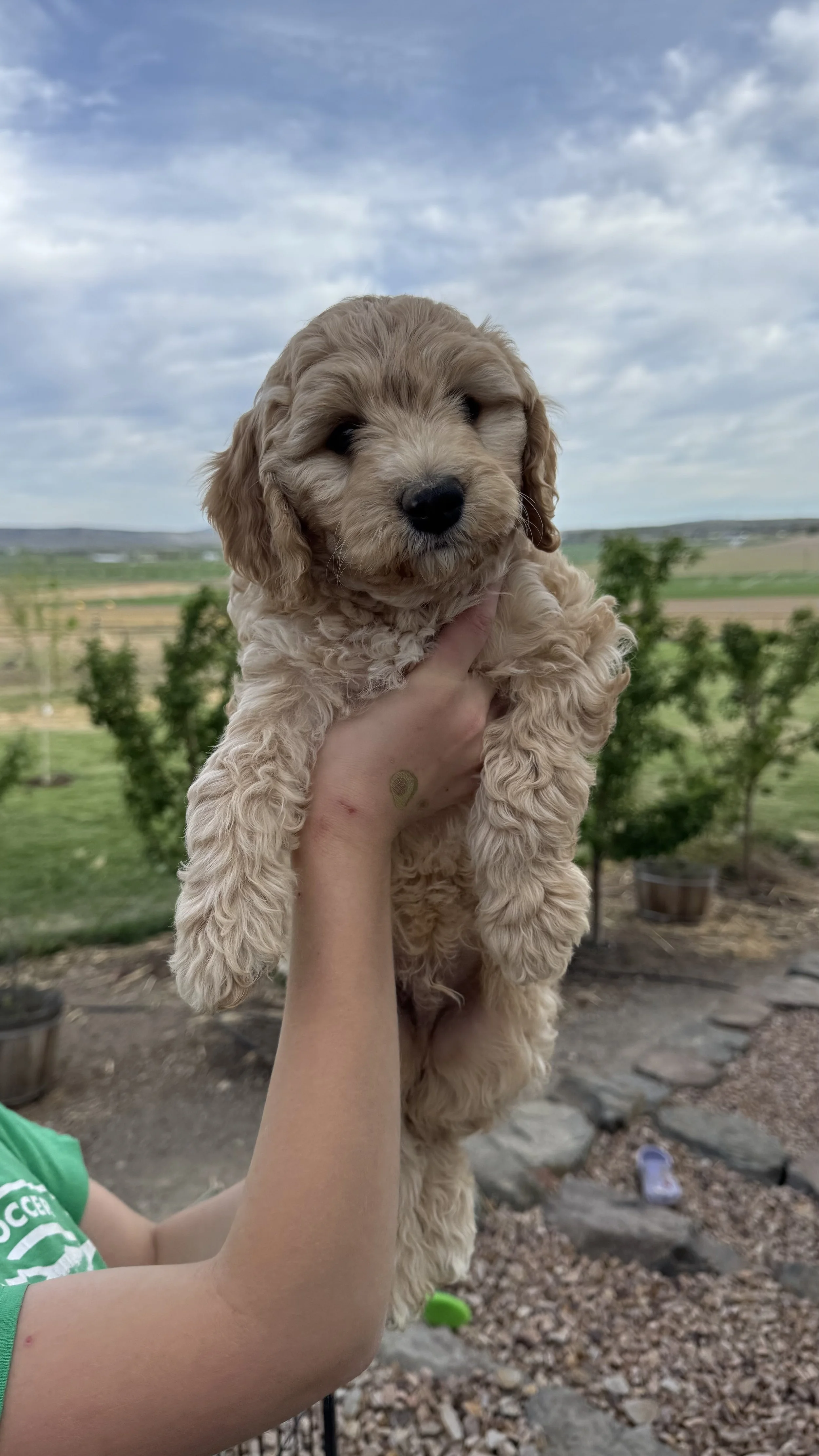 Oregon best available mini goldendoodle puppy