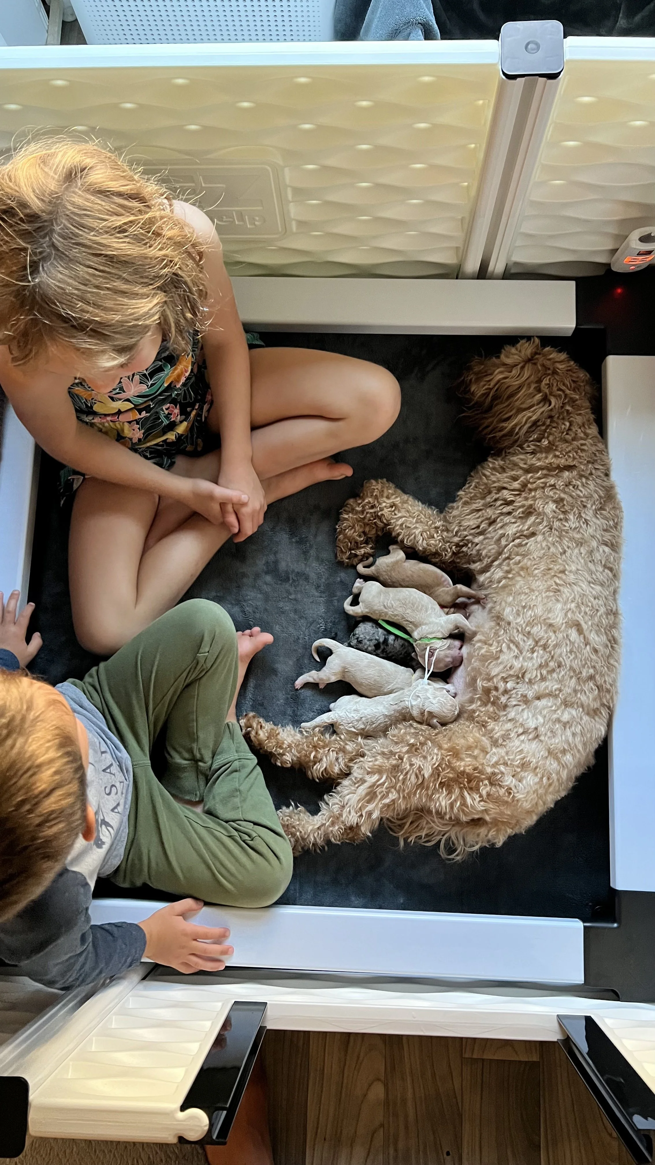 Children and Goldendoodle puppy for Tacoma Washington family from High Desert Family Doodles Oregon