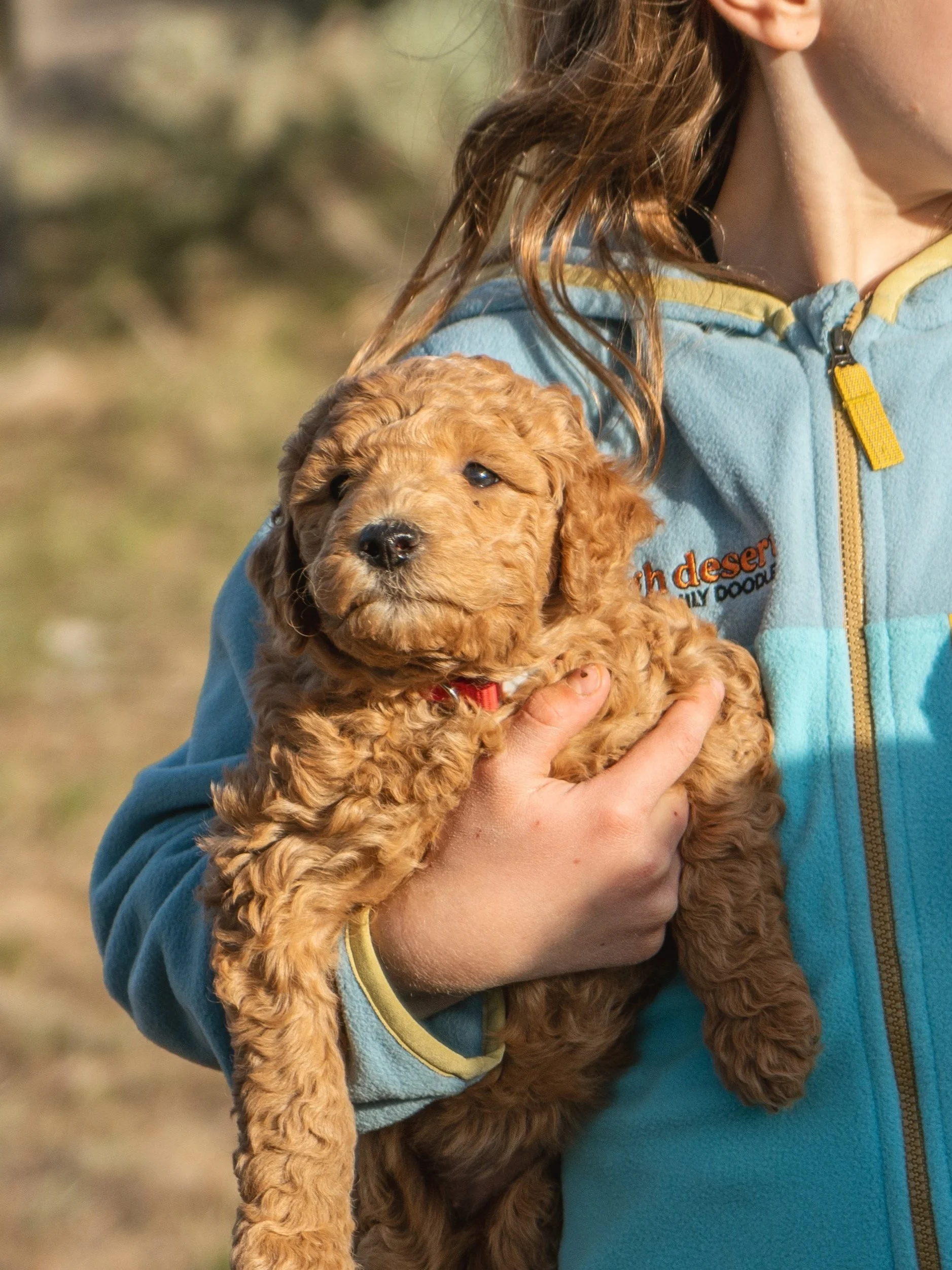 Goldendoodle Breeders Mini Miniature Goldendoodle Petite Small