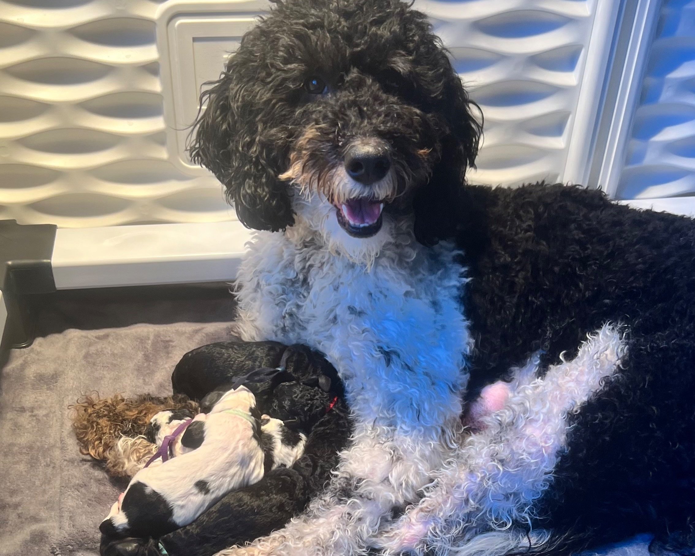 The Bernedoodles are here! — High Desert Goldendoodles & Bernedoodles
