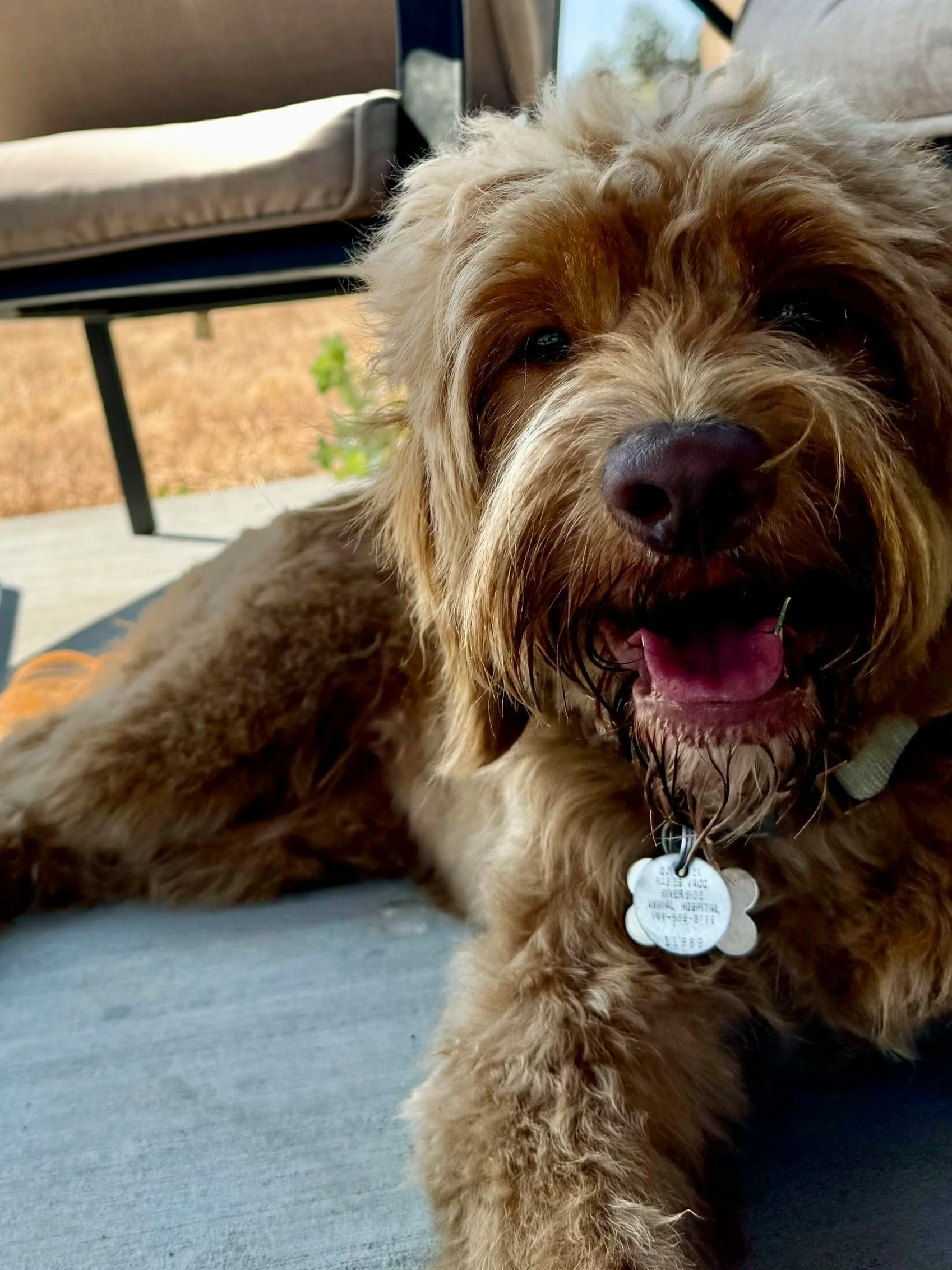 Goldendoodle puppy for Vancouver Washington family from High Desert Family Doodles