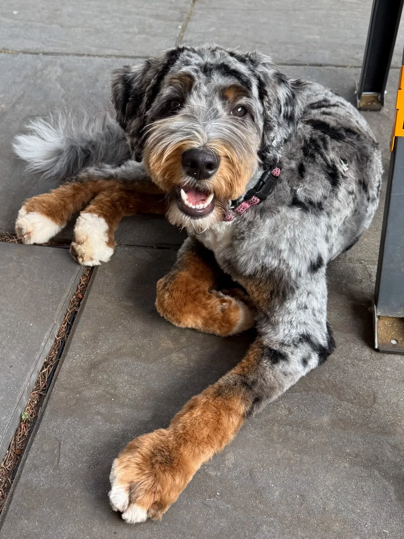Redmond Bend Best merle bernedoodle