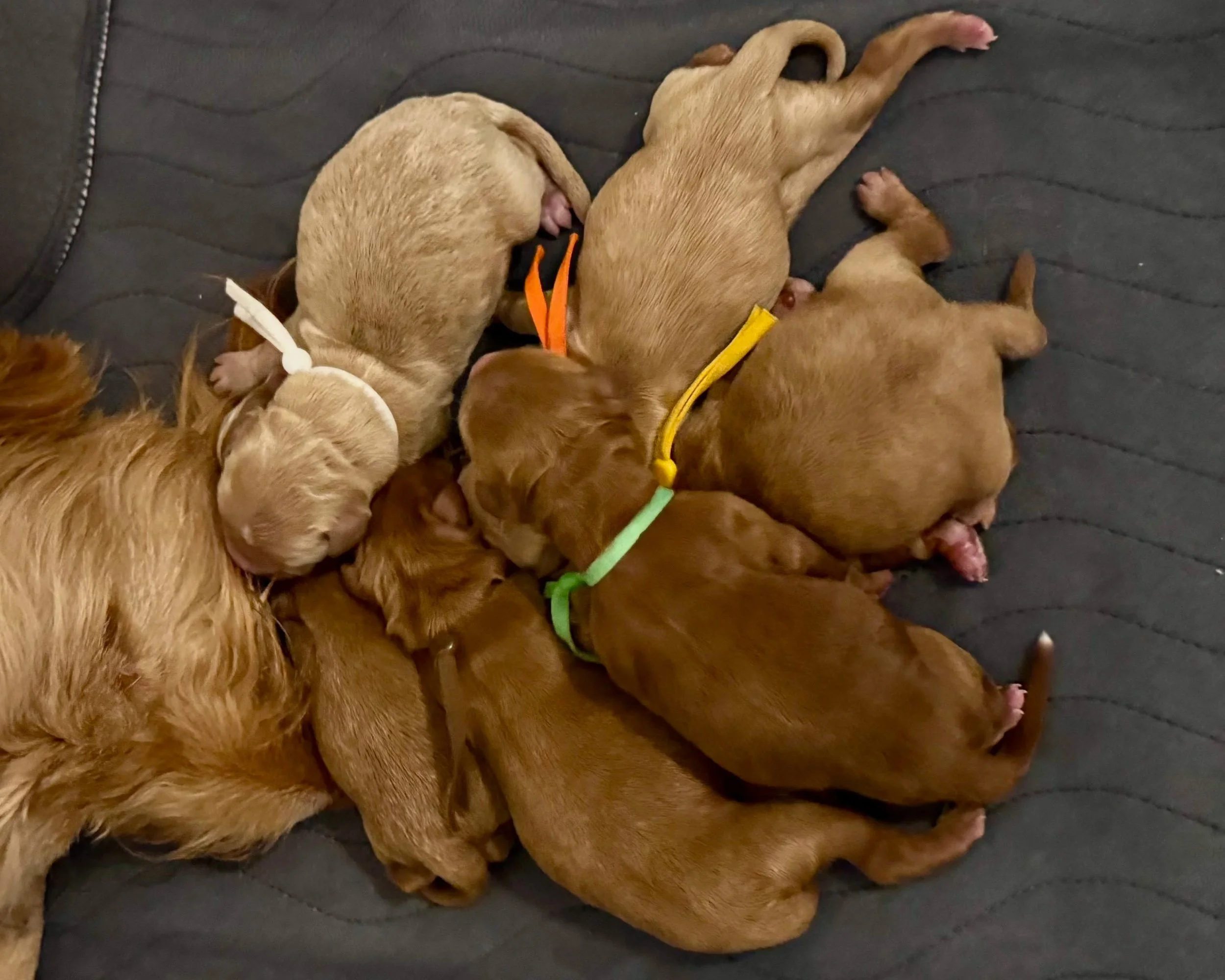 salem tacoma mini goldendoodle puppies for sale