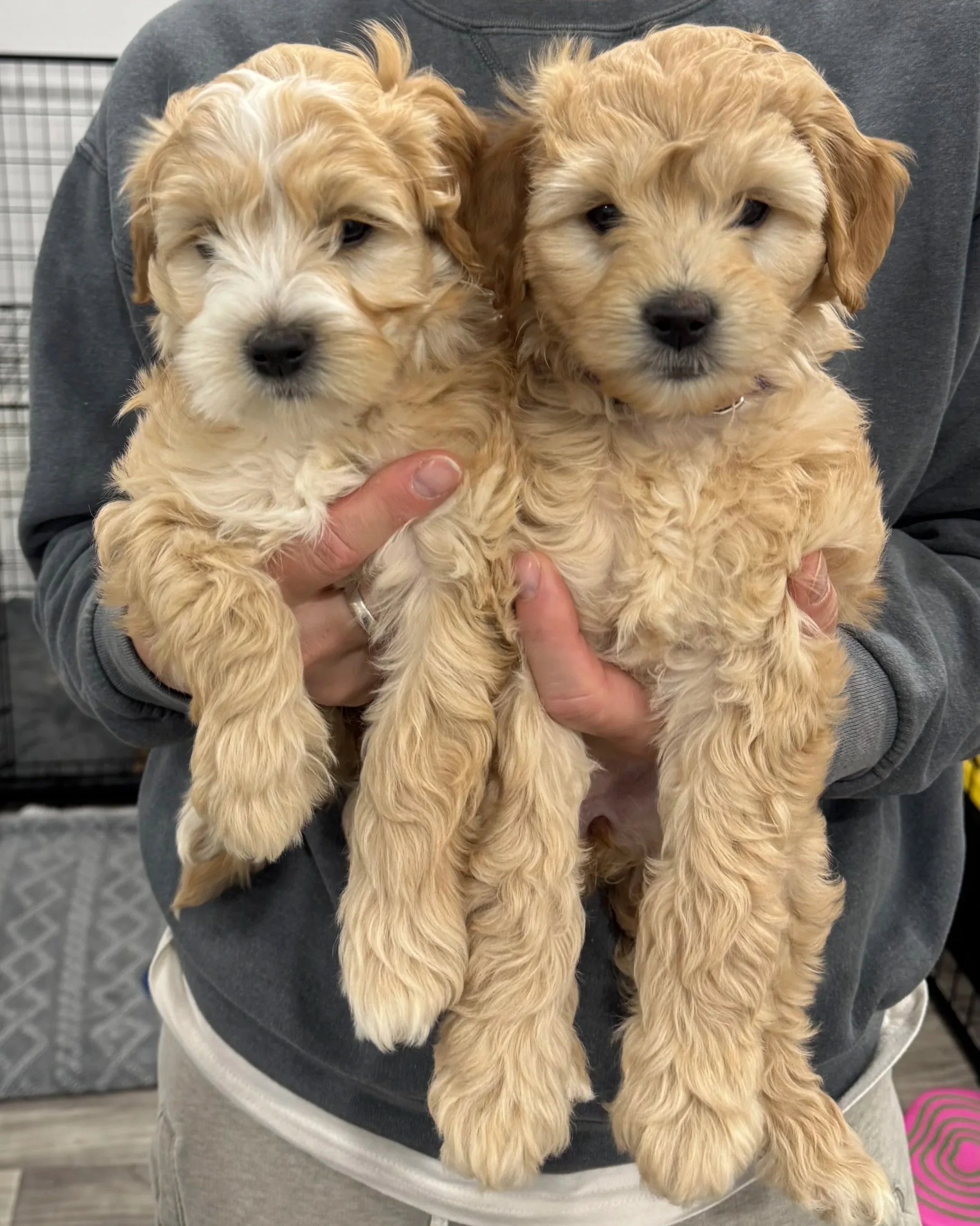 mini Goldendoodle puppies for Los Angeles california