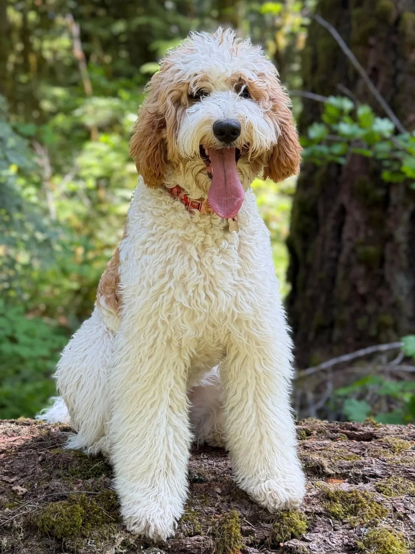 Redmond bend goldendoodle puppy
