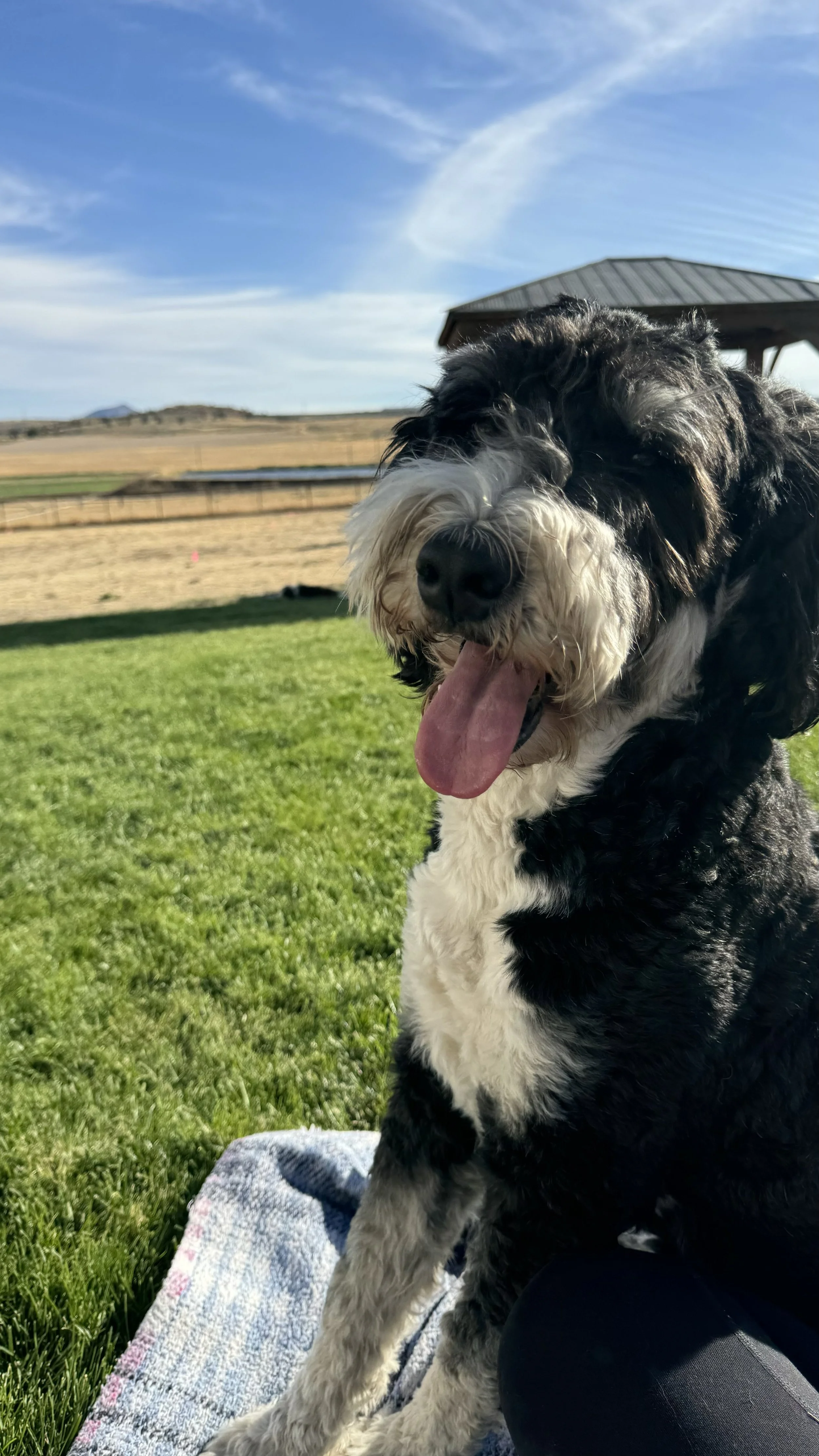 Tri-color bernedoodle puppy Portland Oregon High Desert Family Doodles Madras