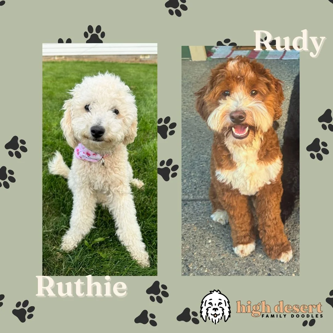Hillsboro Beaverton mini Goldendoodle puppies