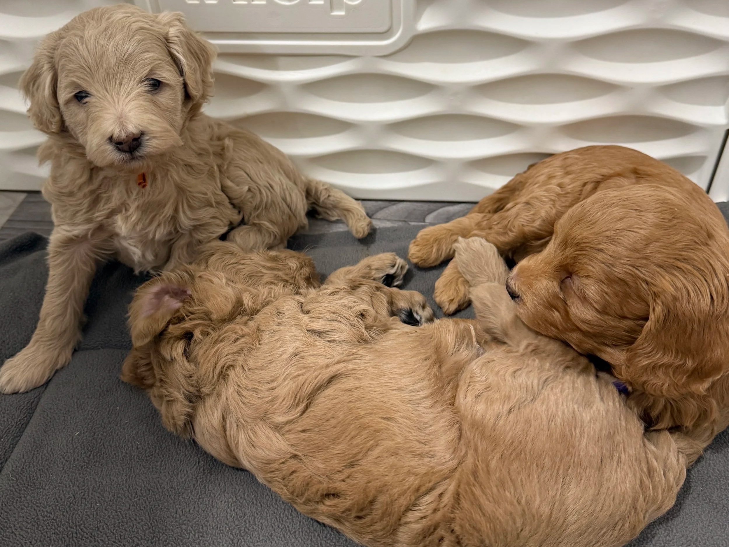 madras eugene mini goldendoodles