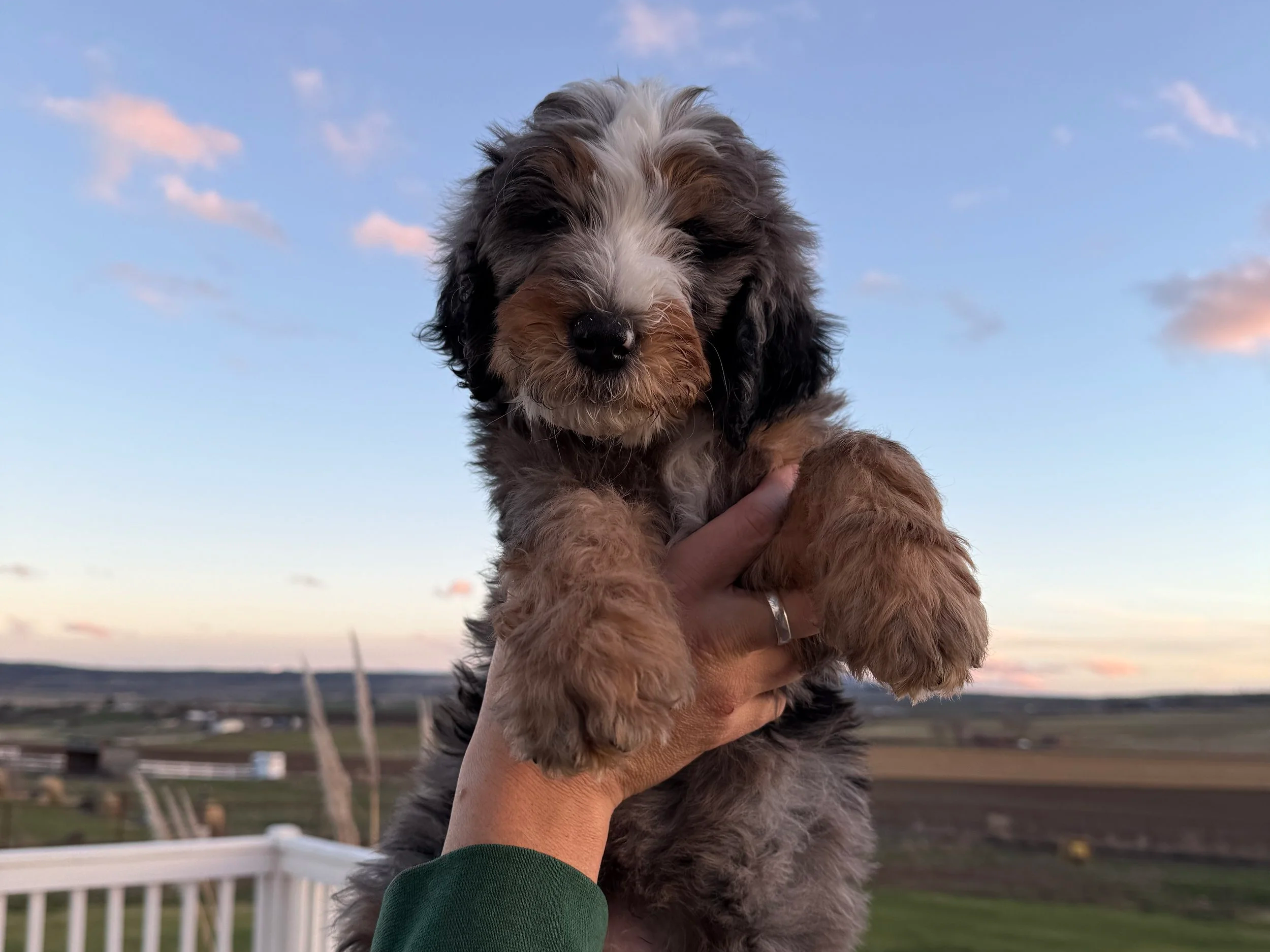 Puppy Training Questions