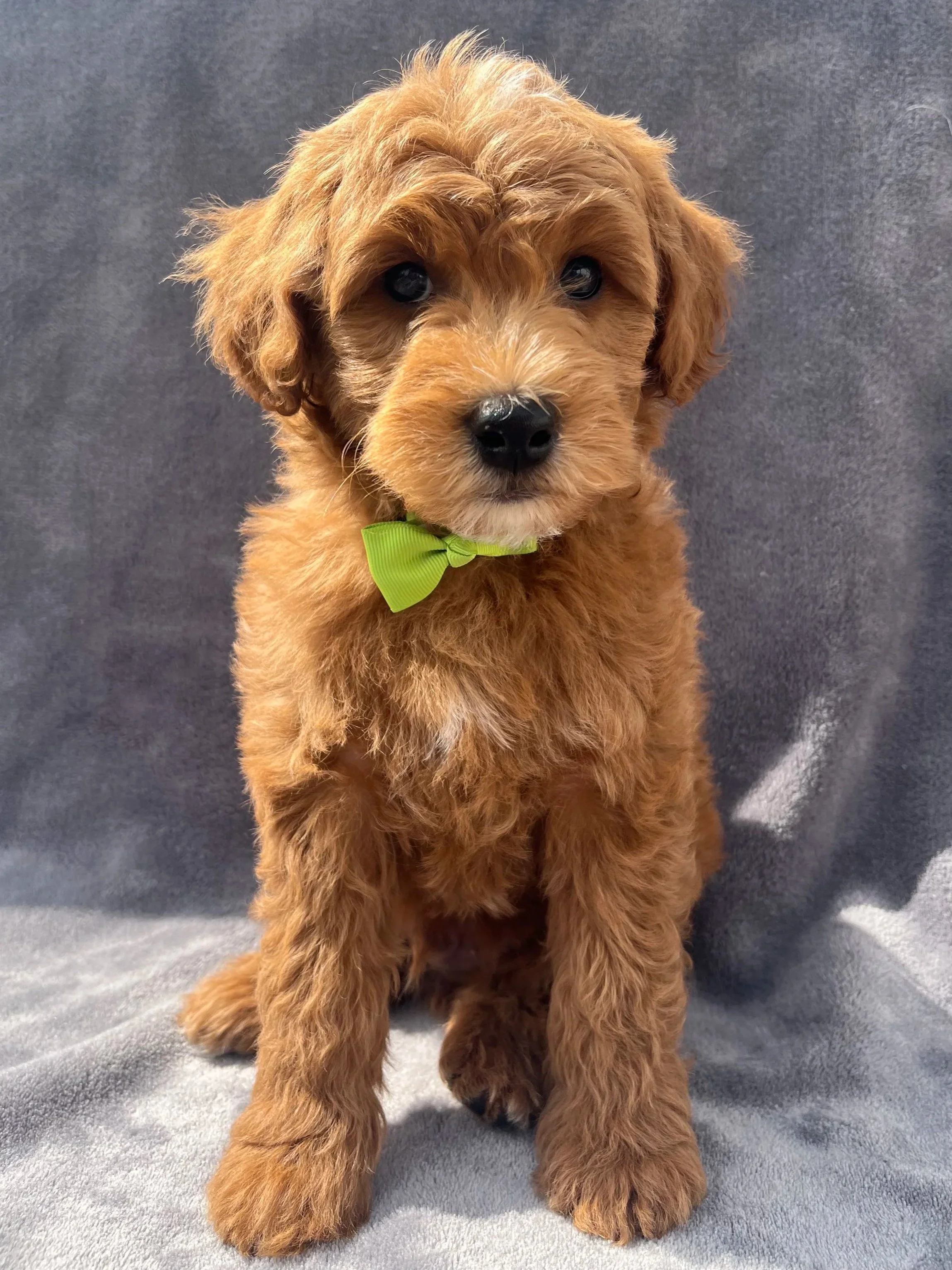 Goldendoodle puppies raised in home Madras Oregon available Kent Washington South King County families