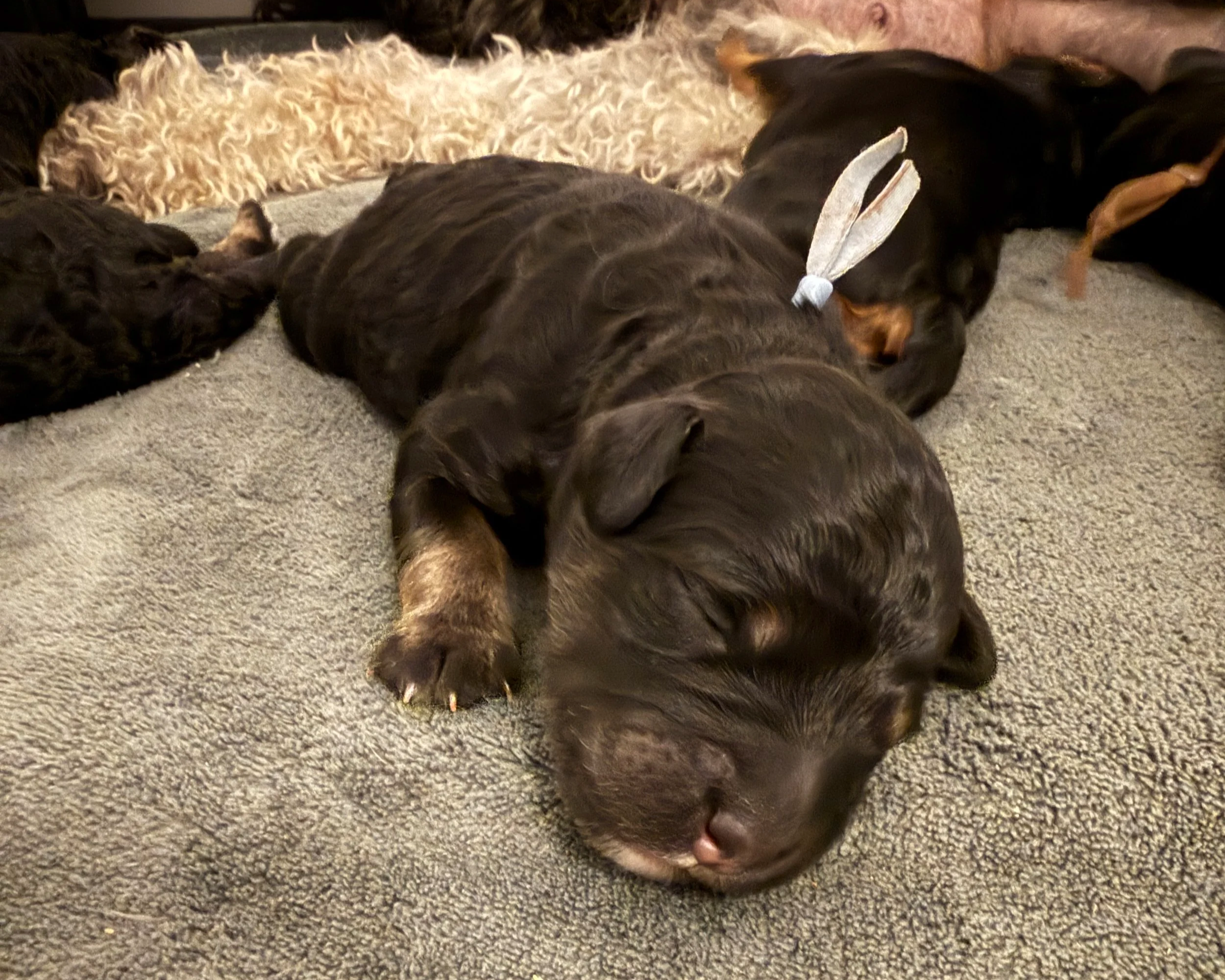 Sleeping bernedoodle puppies for Boise Spokane