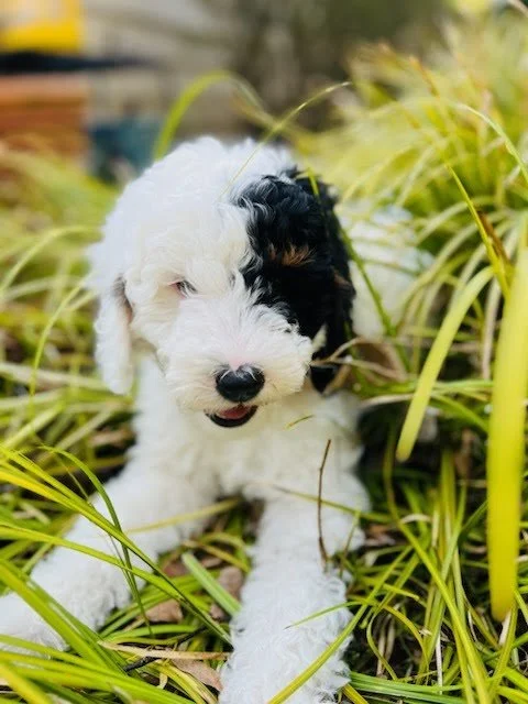 JPEG image-0A53DC87D487-1.jpeg