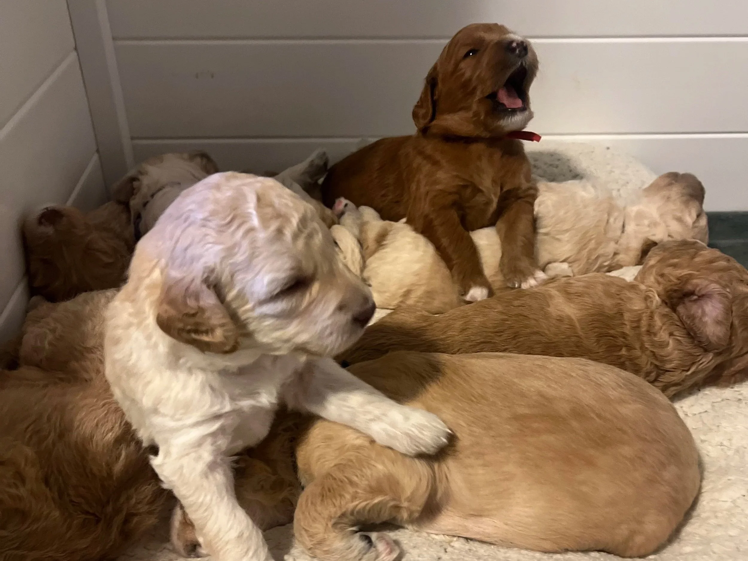 Top Goldendoodle Breeder