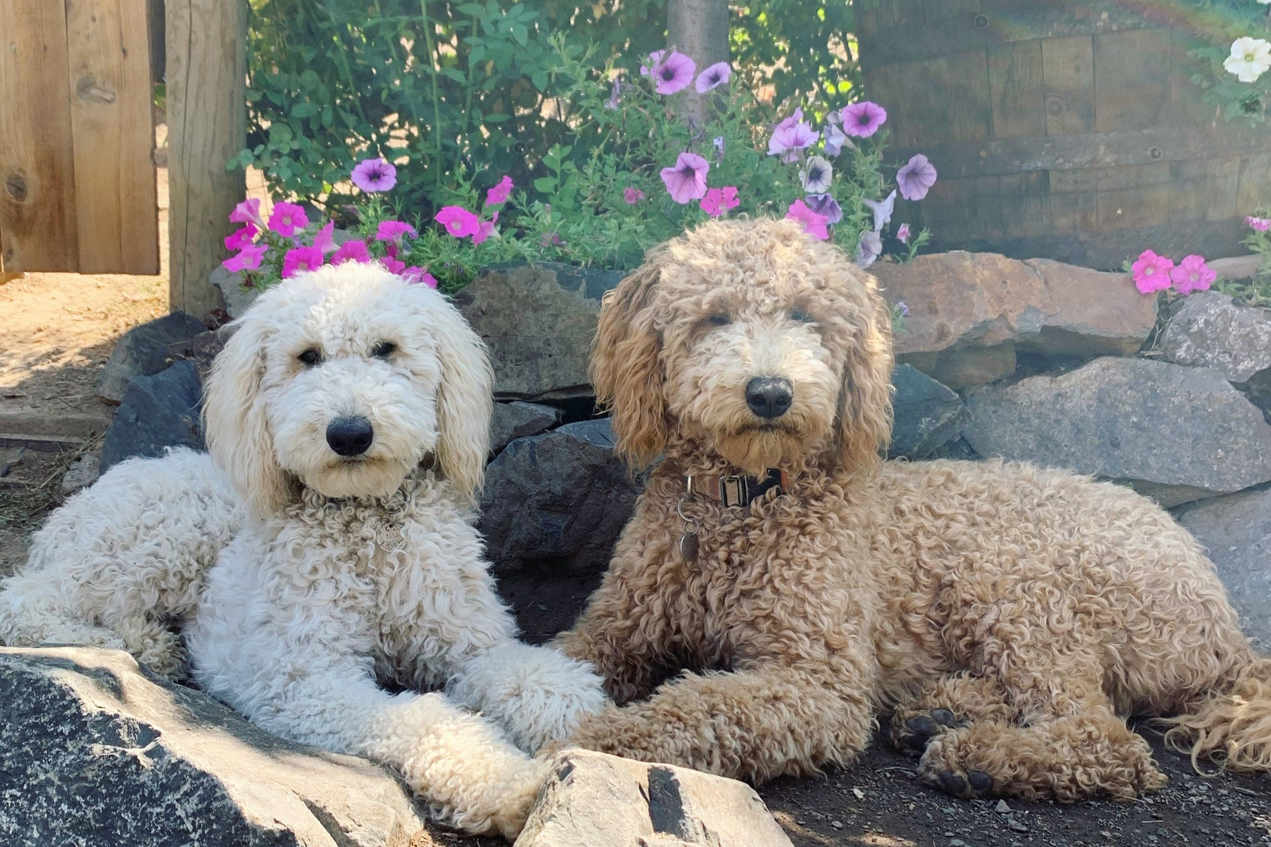 About The Goldendoodle Breed - Maple Hill Doodles - Ohio