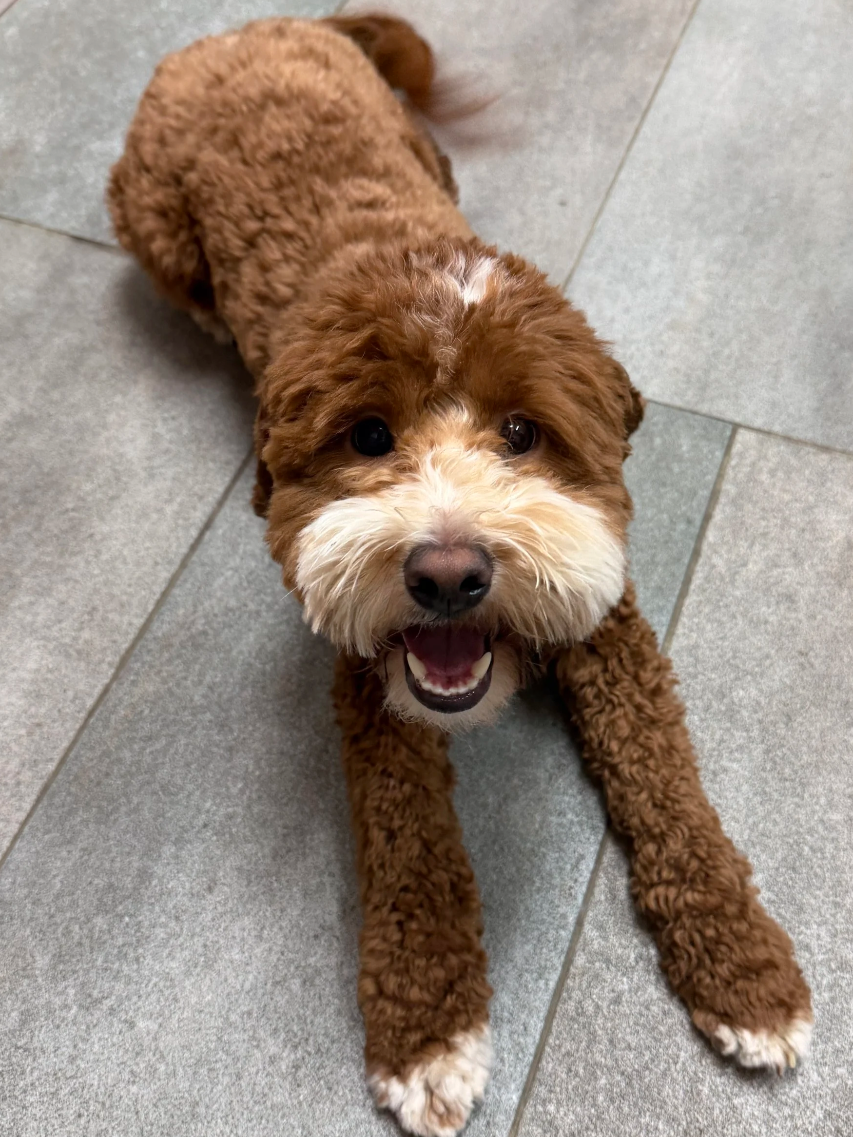 salem tacoma mini goldendoodle puppies