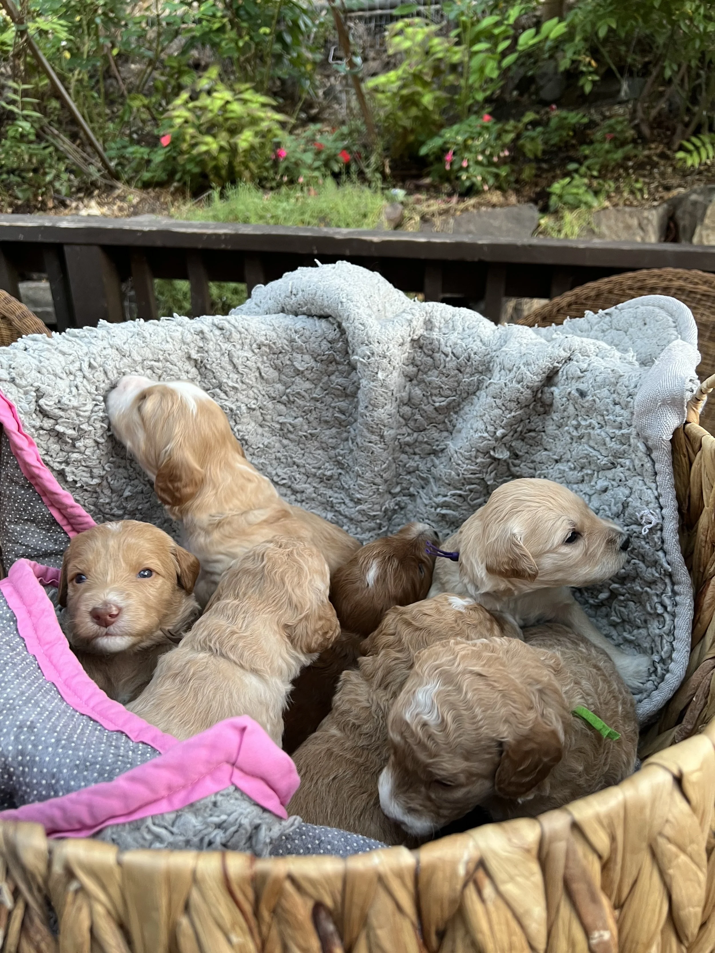 little boise treasure valley goldendoodle puppies