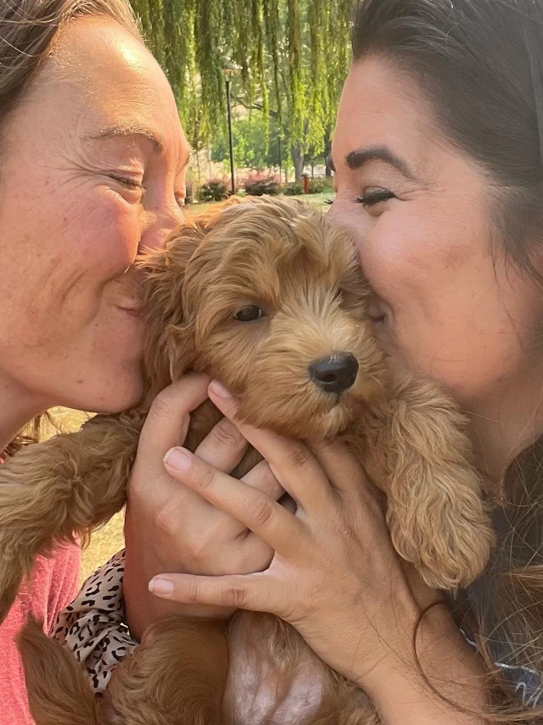 Mini goldendoodle puppy Kent Washington High Desert Family Doodles Oregon