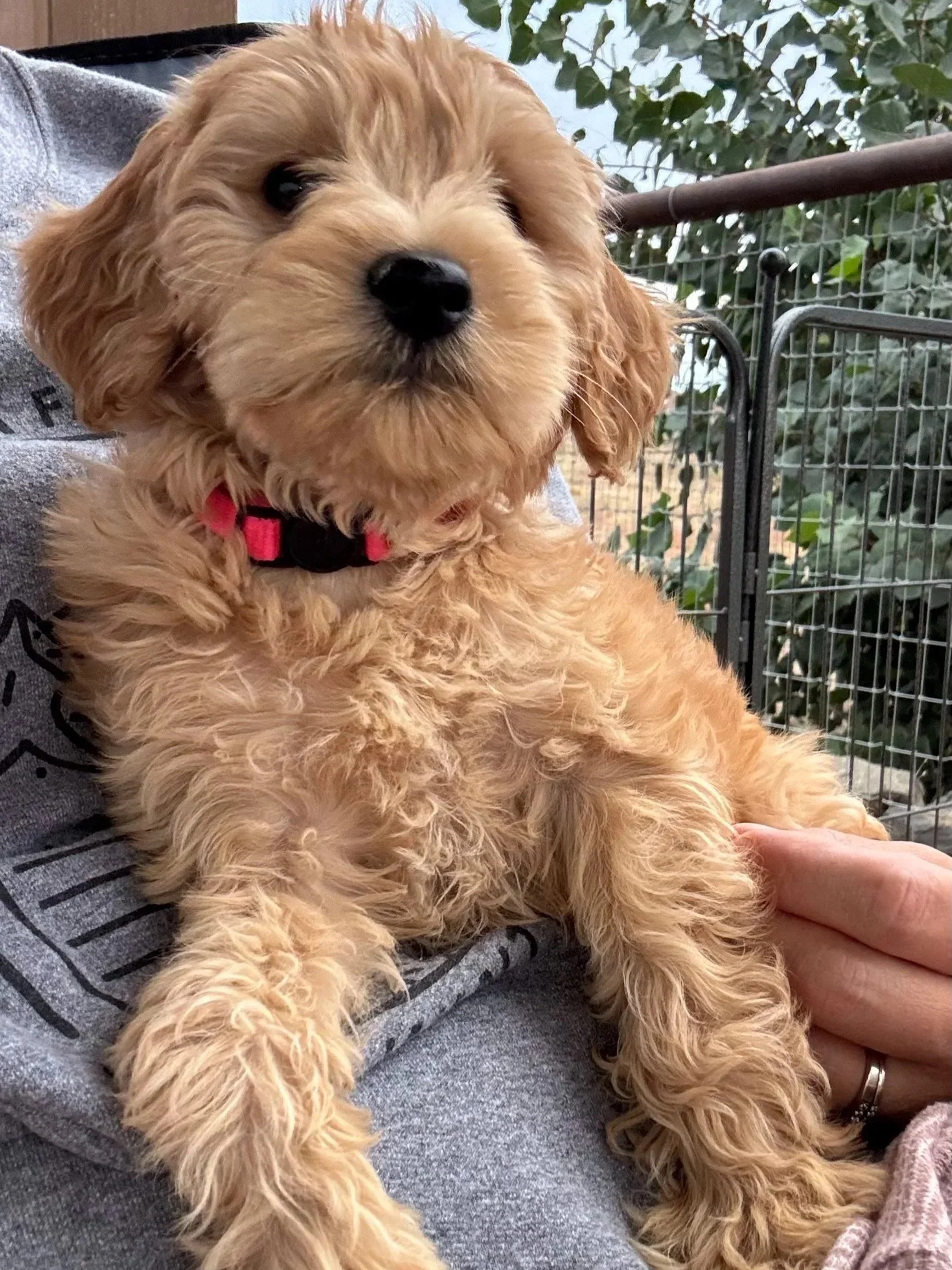 OFA health tested goldendoodle parent dog GANA Gold Good Dog certified High Desert Family Doodles