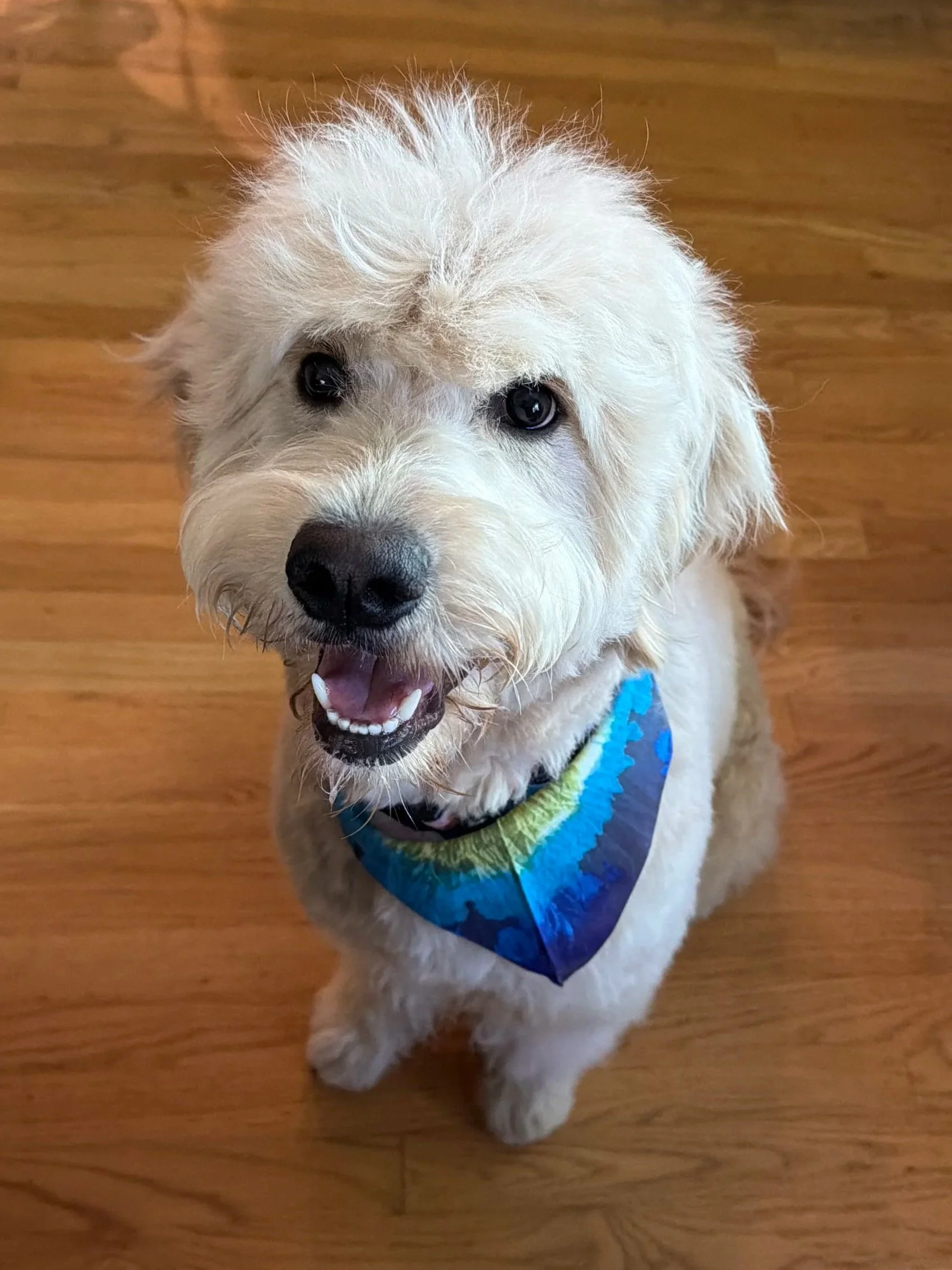 bend redmond ultra goldendoodle